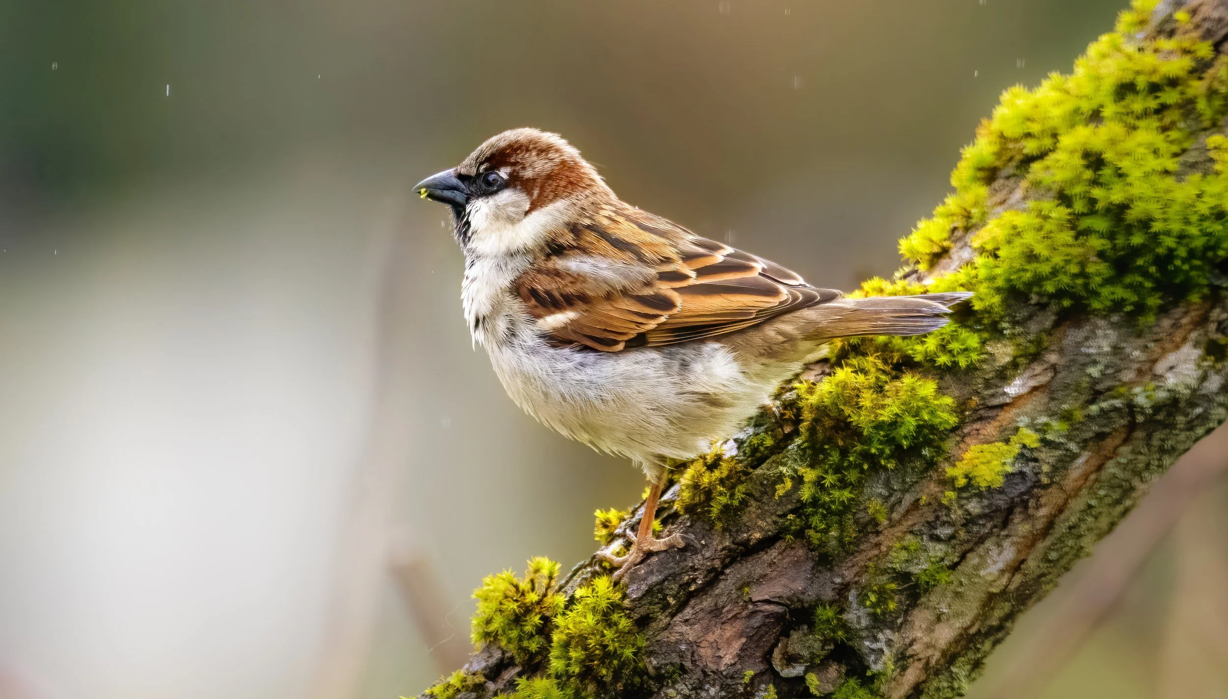 A small brown sparrow perches on a moss-covered branch in soft falling rain, creating a calm and natural scene.