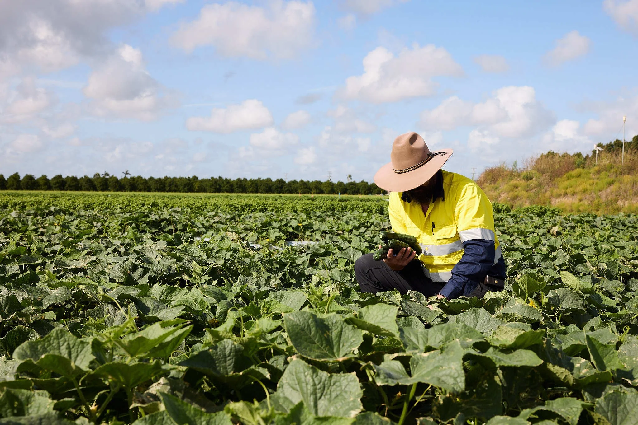 Person squatting in a field picking cucumbers wearing a high vis shirts and wide brimmed hat.