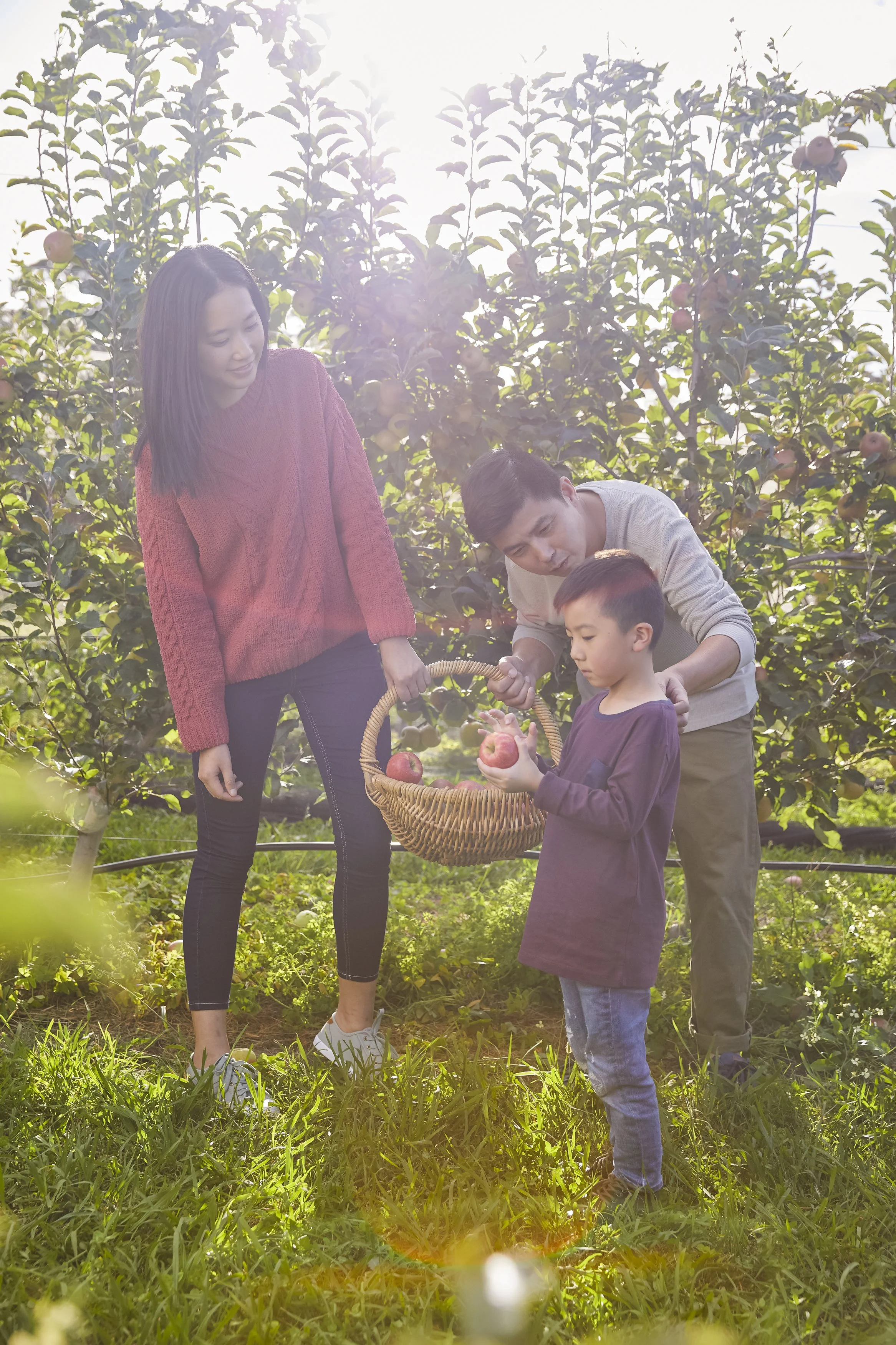 A family gathers fresh apples in a sunlit orchard, capturing a hands-on agritourism and farm-to-table experience.