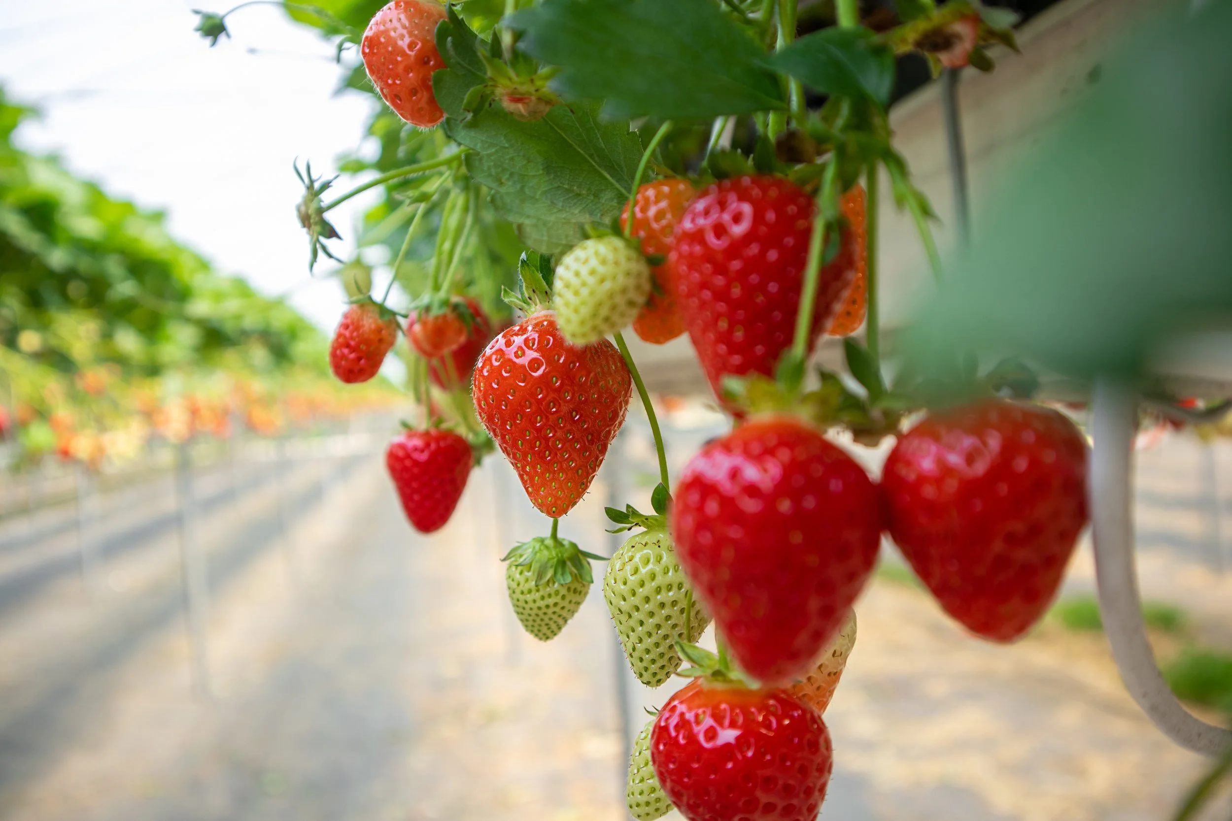 Ripe red strawberries hang from leafy vines in a sunlit growing tunnel.