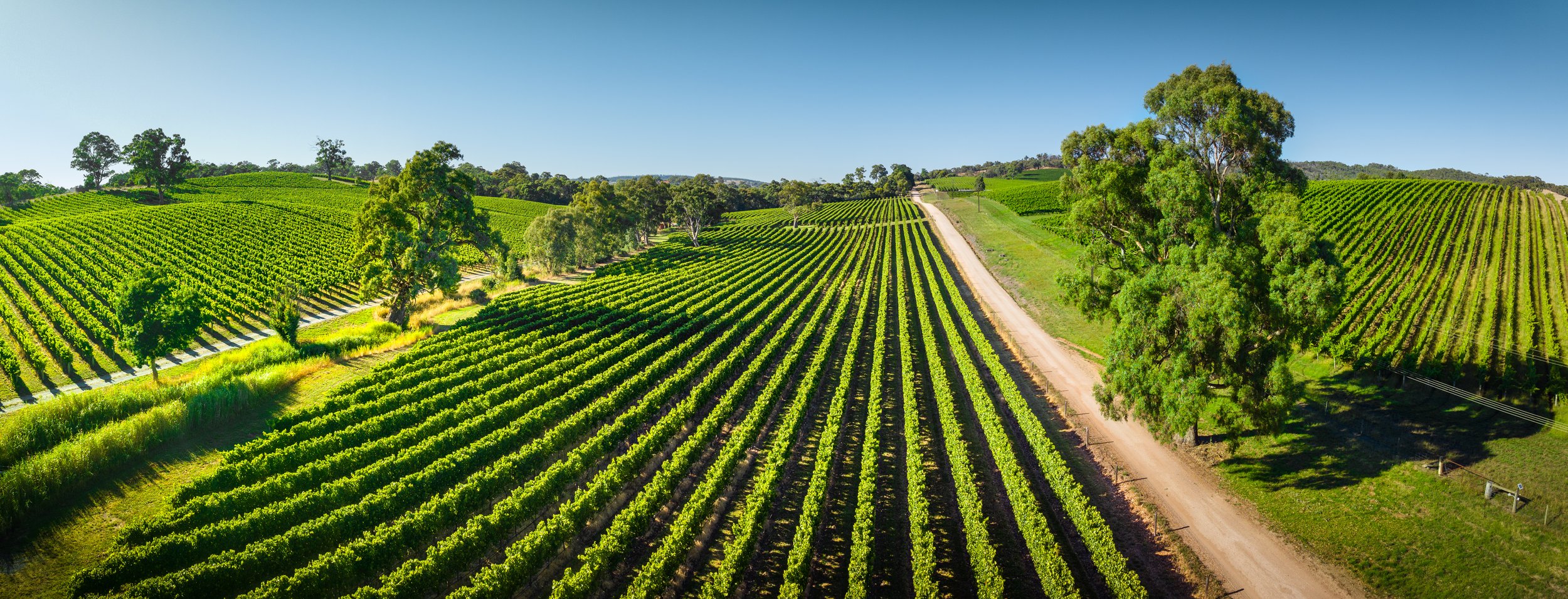 A sweeping aerial view of rolling vineyard rows in the Adelaide Hills, with neat green vines stretching across gentle slopes beside a dirt road, scattered gum trees, and a clear blue sky.