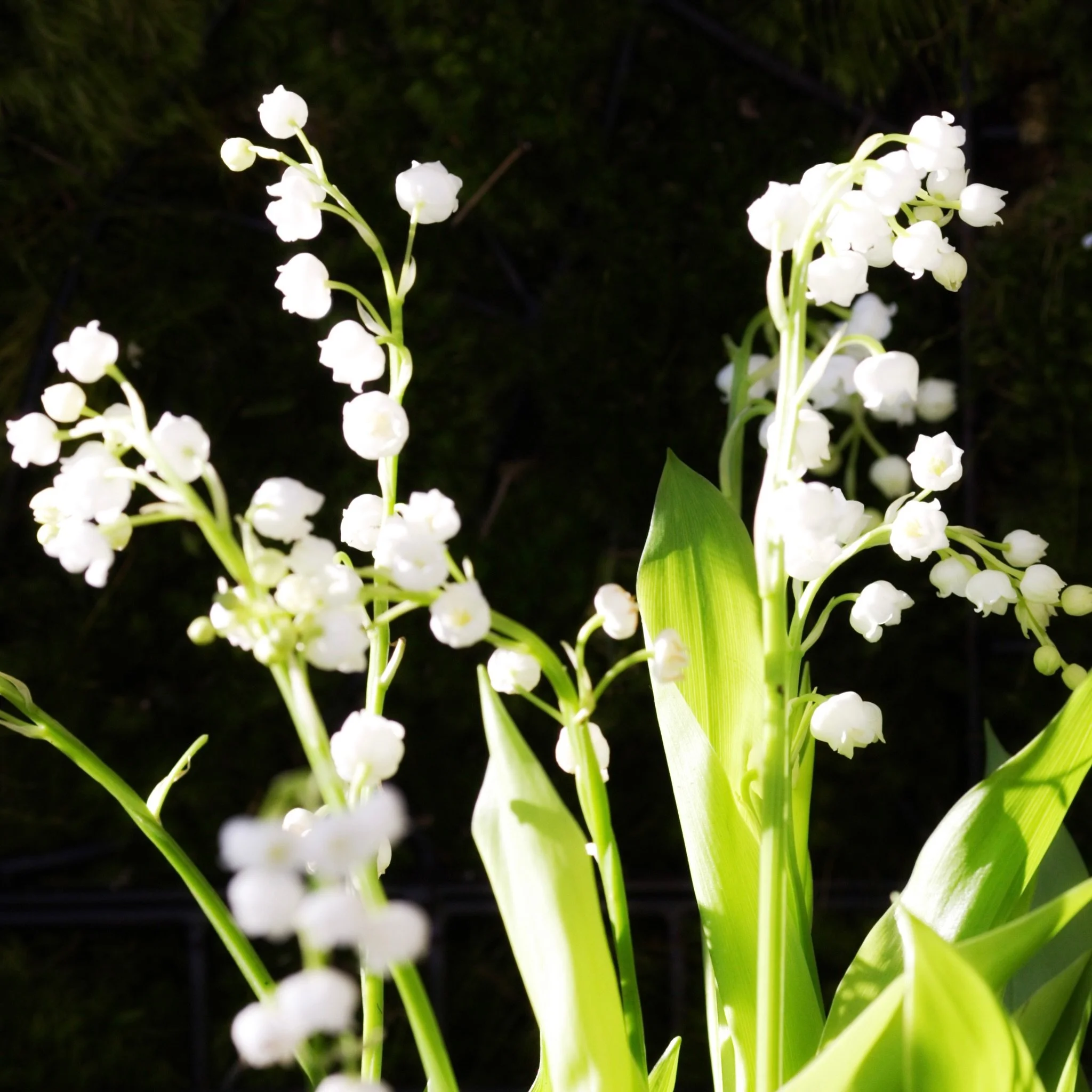 Muguet - happiness and luck! 🤍 @toddevents  @vladimir.kanevsky