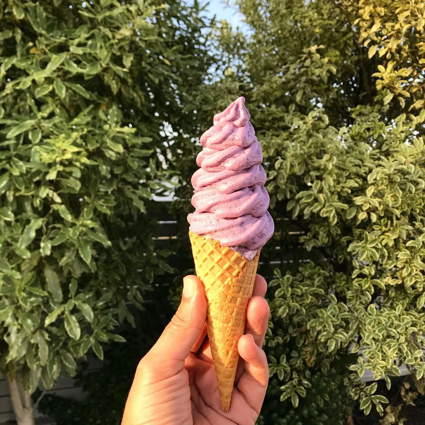 Hand holding a purple soft serve ice cream cone outdoors with green bushes in the background.