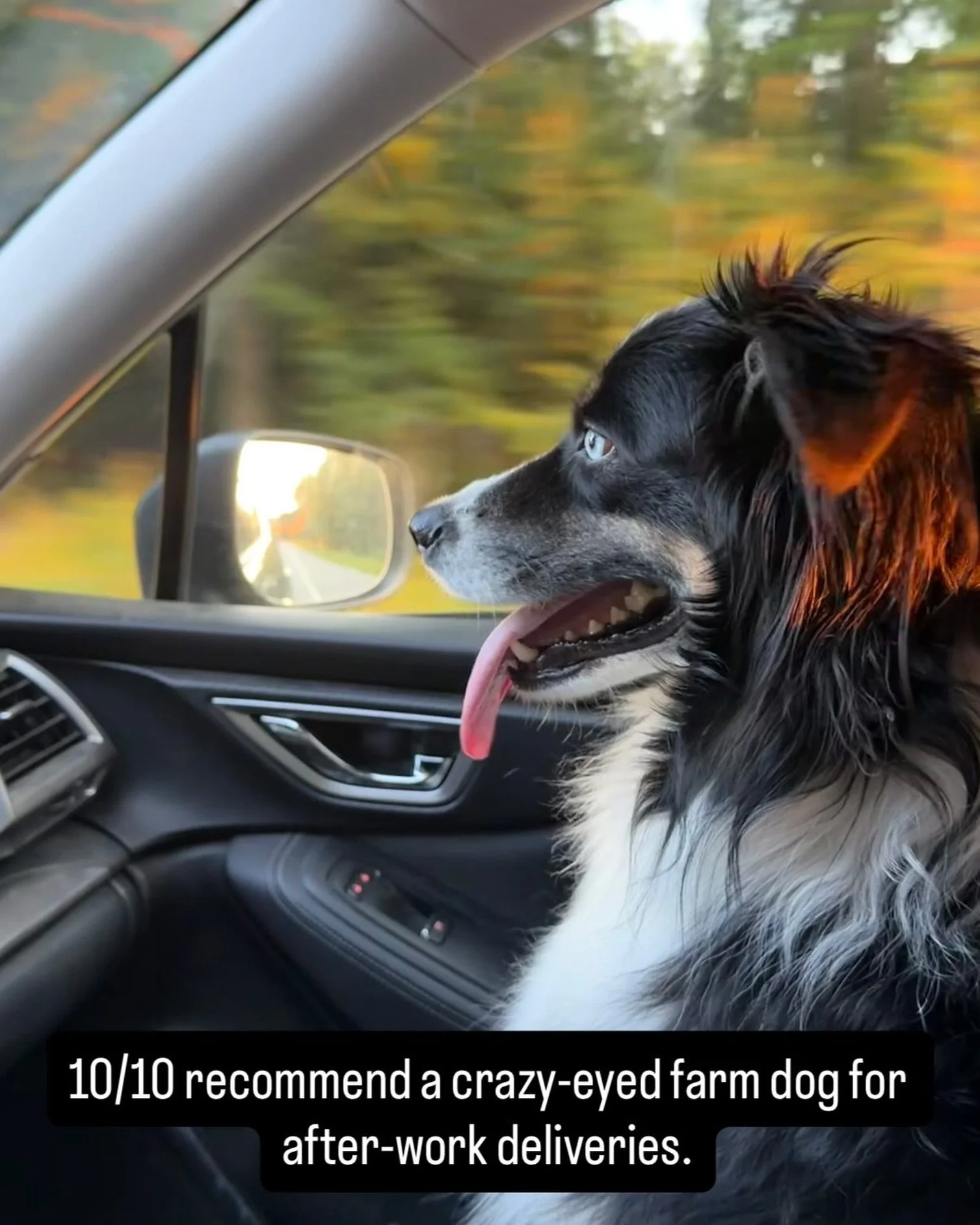 His name is Hawk. 

#AustralianShepherd