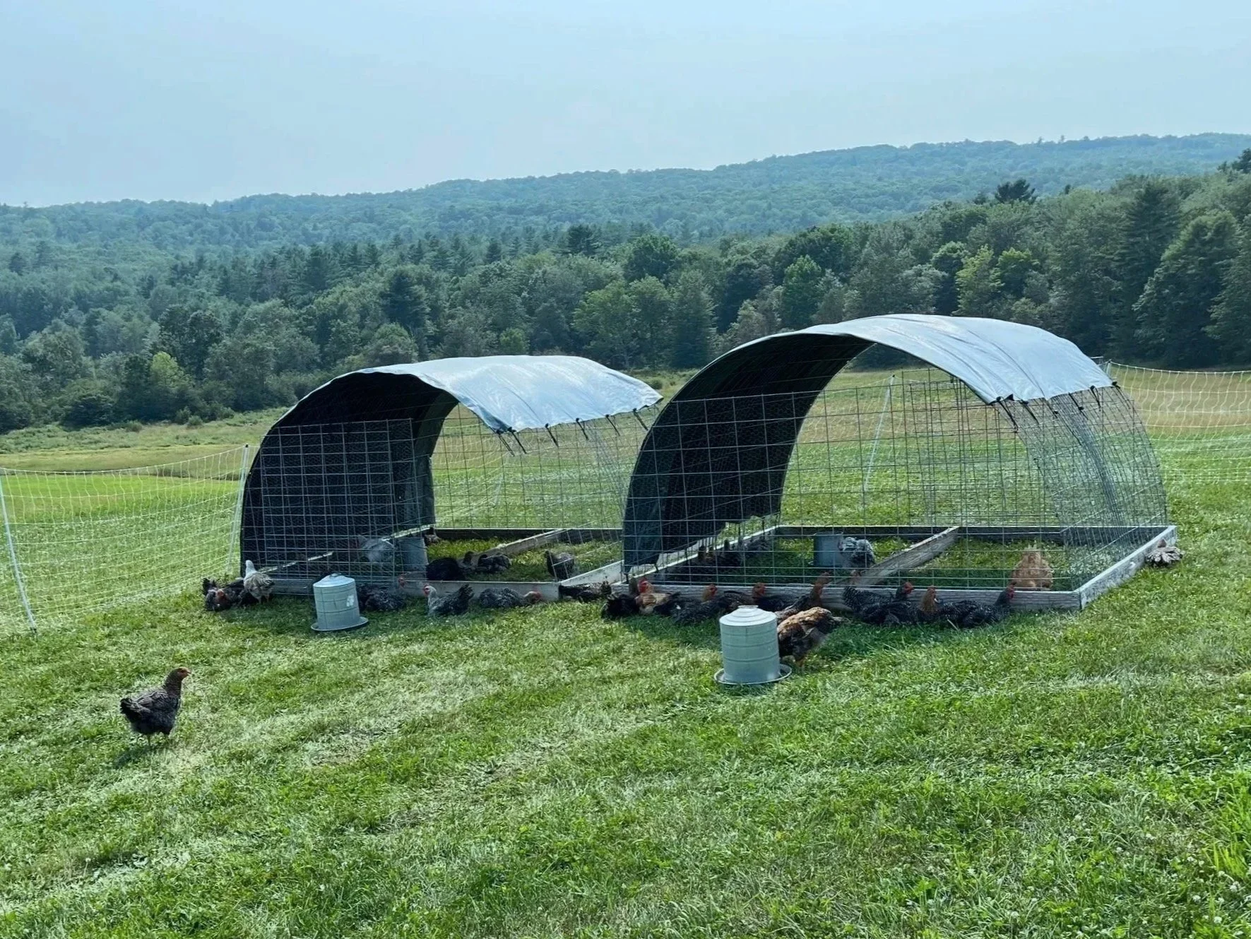 Pre-Order Whole Chicken