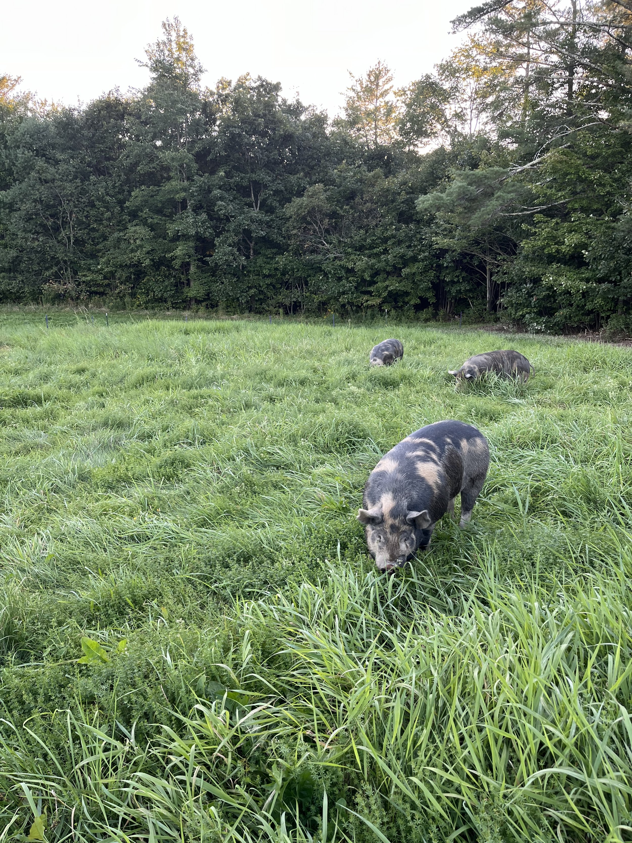 Pre-Order Half Pig Share