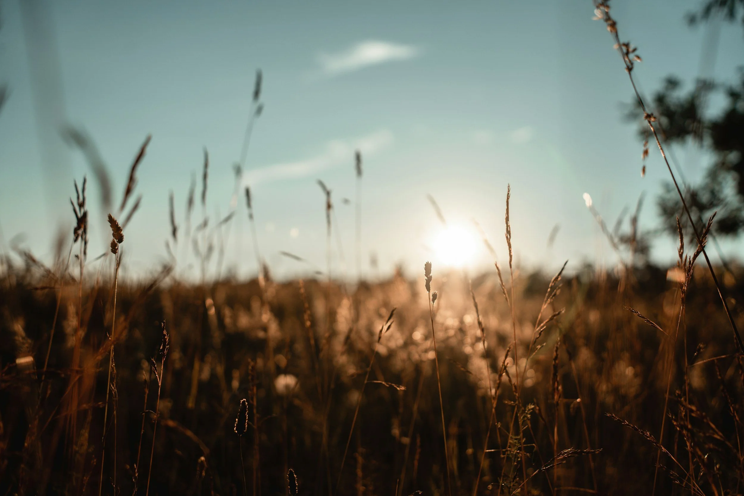 Close-up of tall grass in a field during sunset