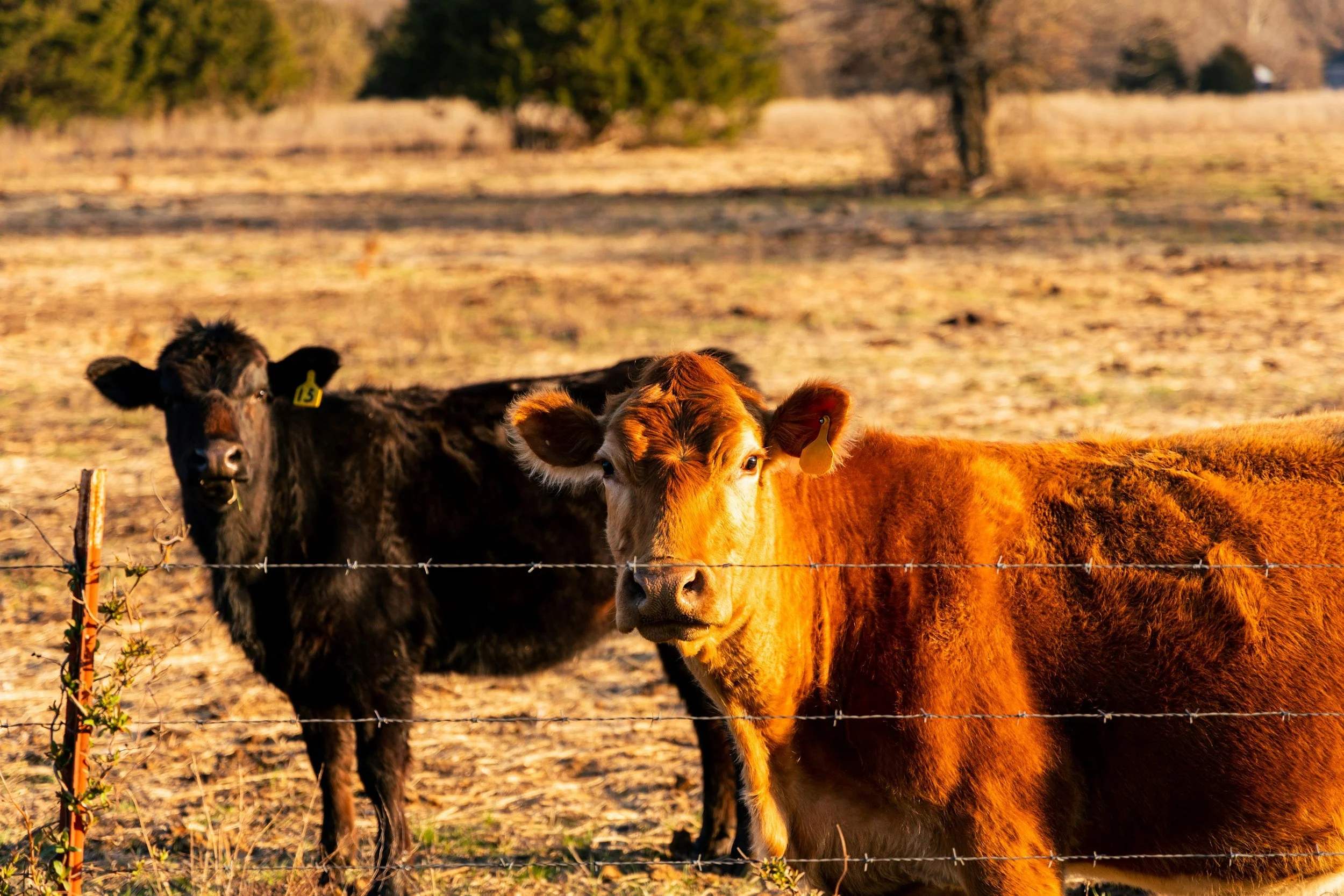 Two calves standing behind a barbed wire fence in a rural field at sunset. One is black with a yellow ear tag, and the other is reddish-brown.