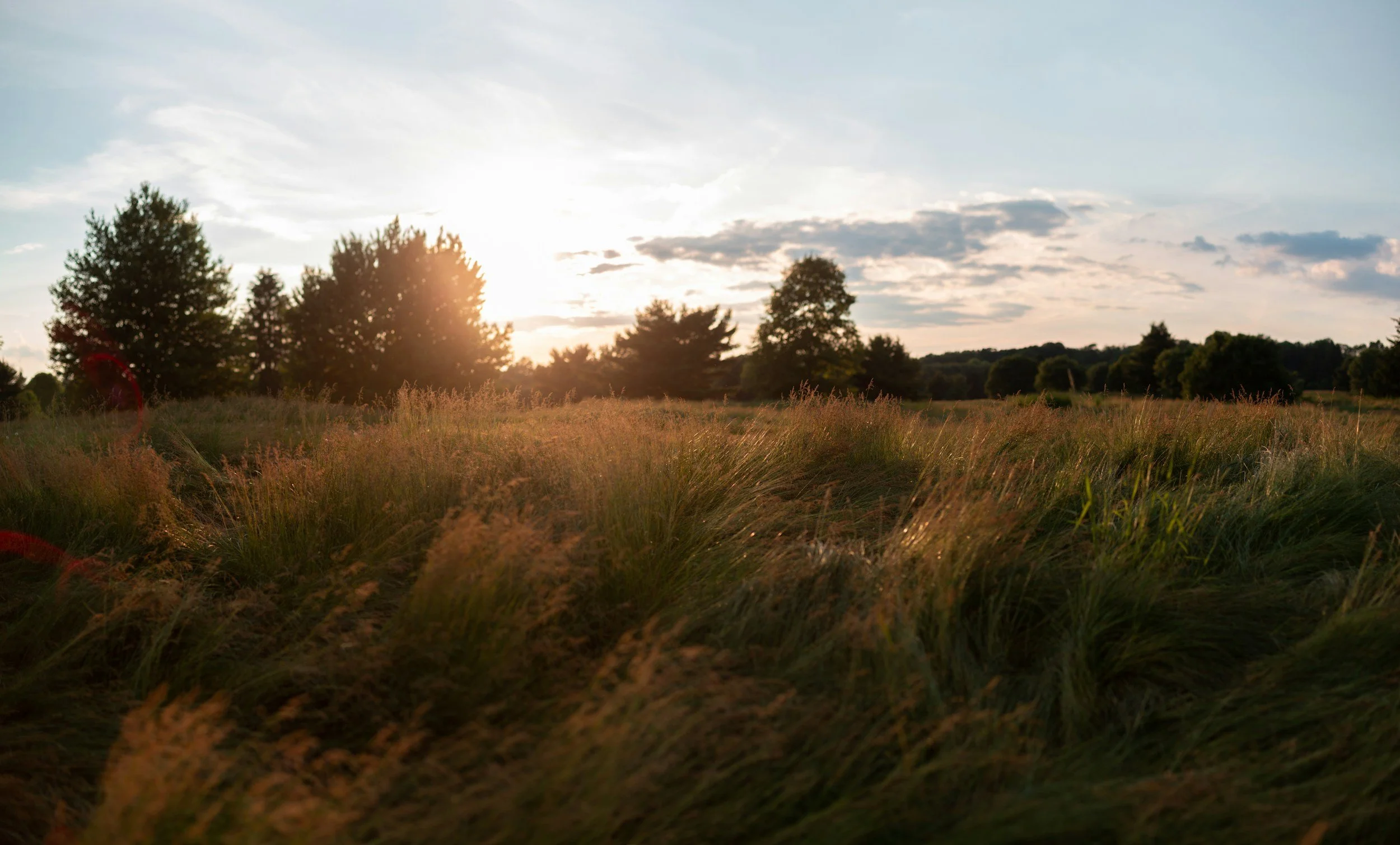 A field of tall grass with trees in the background and the sun setting behind them, casting a warm glow.