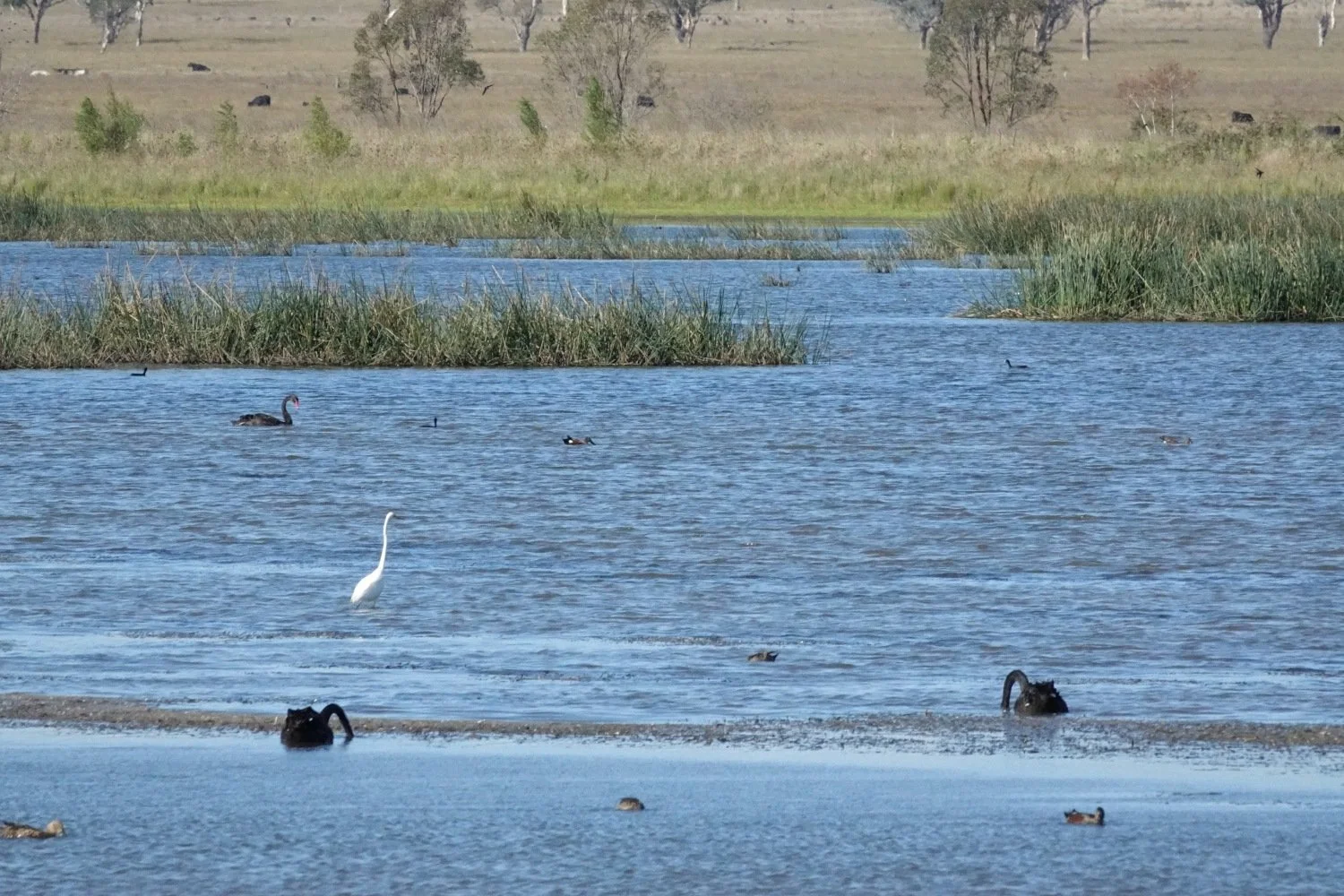 Restoring Uralla’s Racecourse Lagoon Reserve