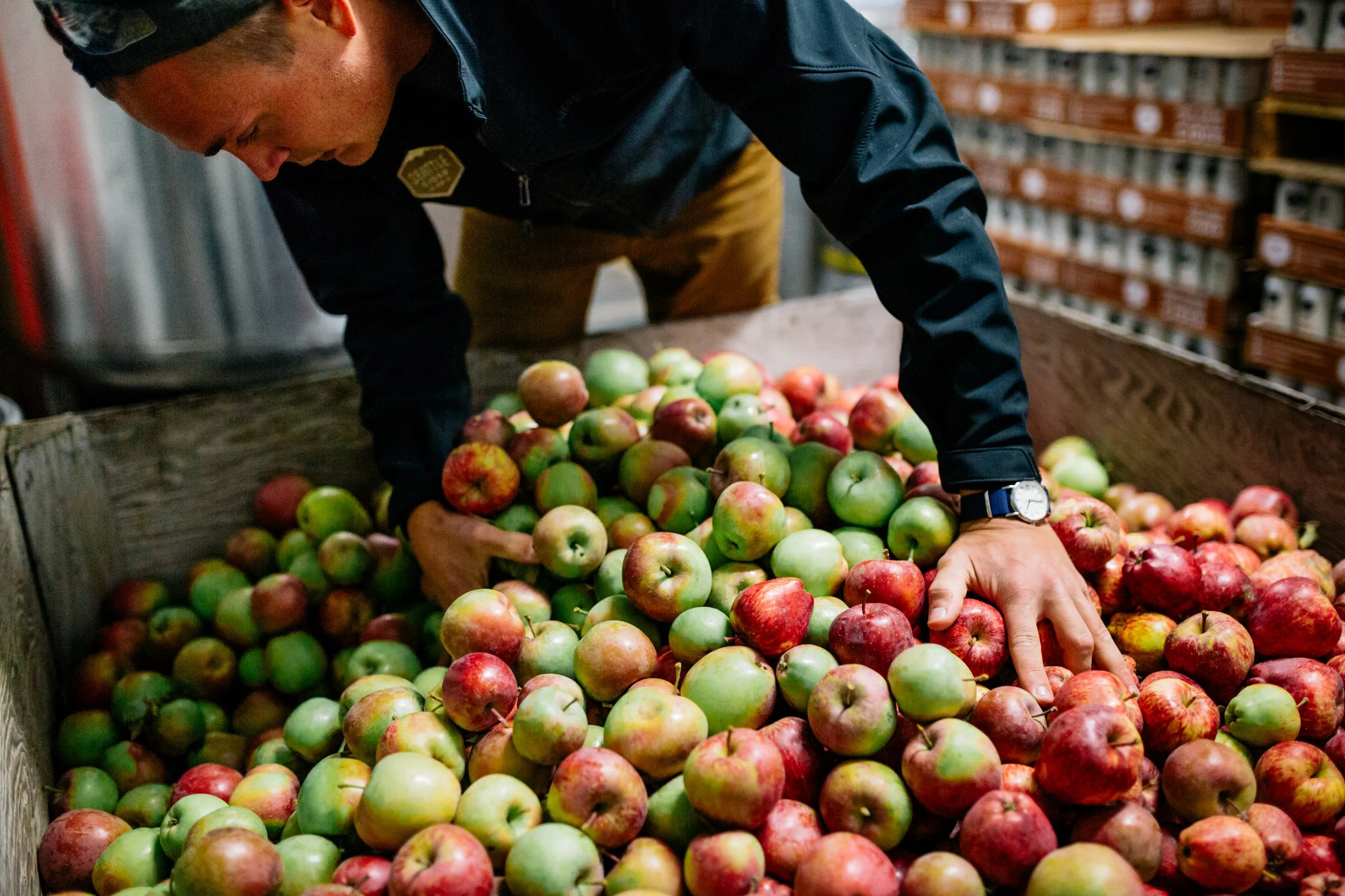 Person sorting apples in a wooden bin at a cider production facility.