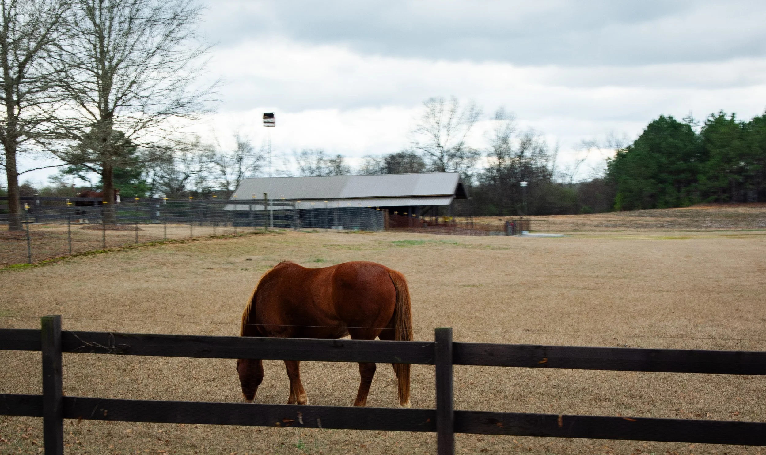 Almost a Farm
1-20 W
I used to ride horses.
I find myself wanting to learn to ride again.