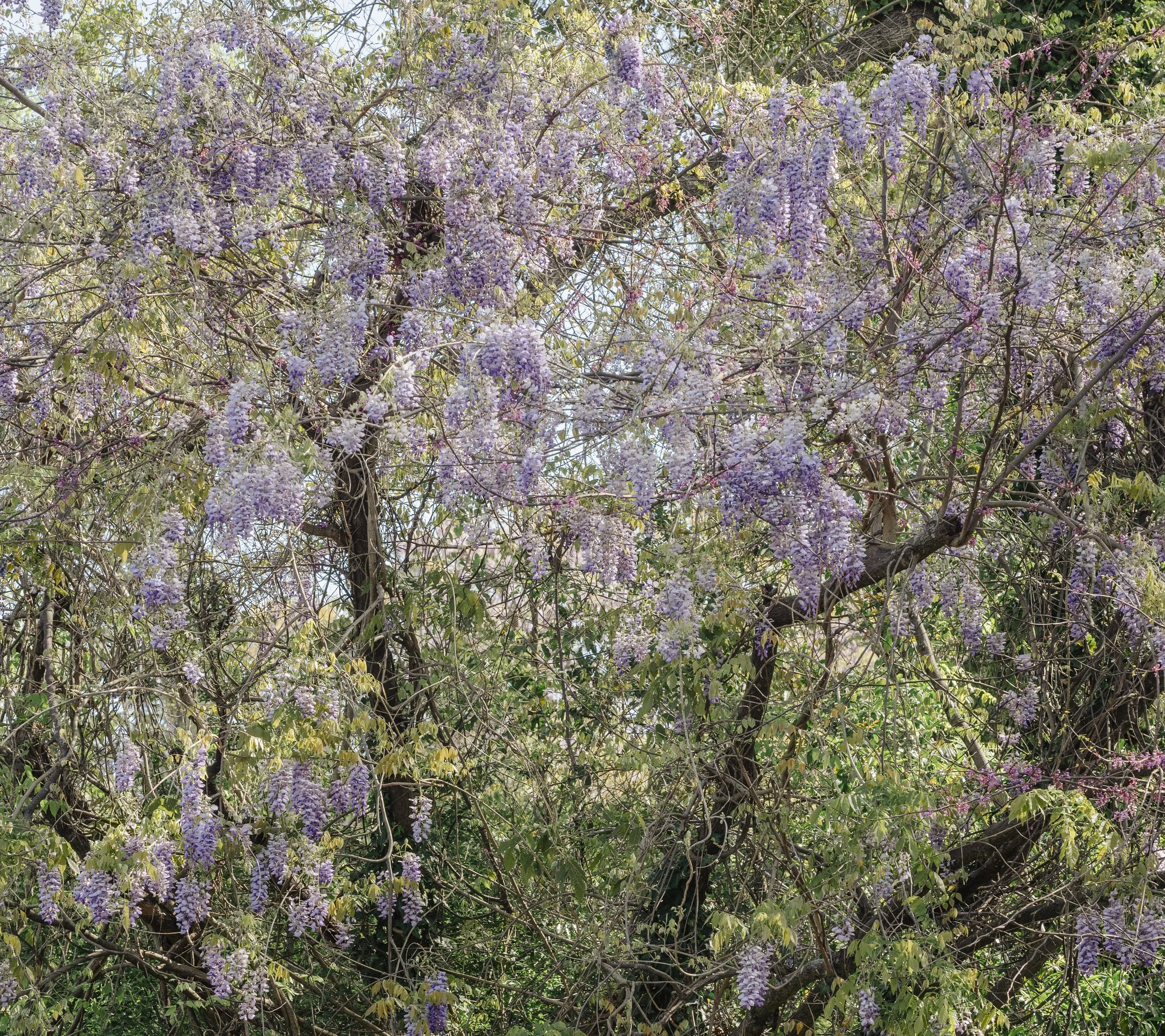 LinleyW-14.jpg