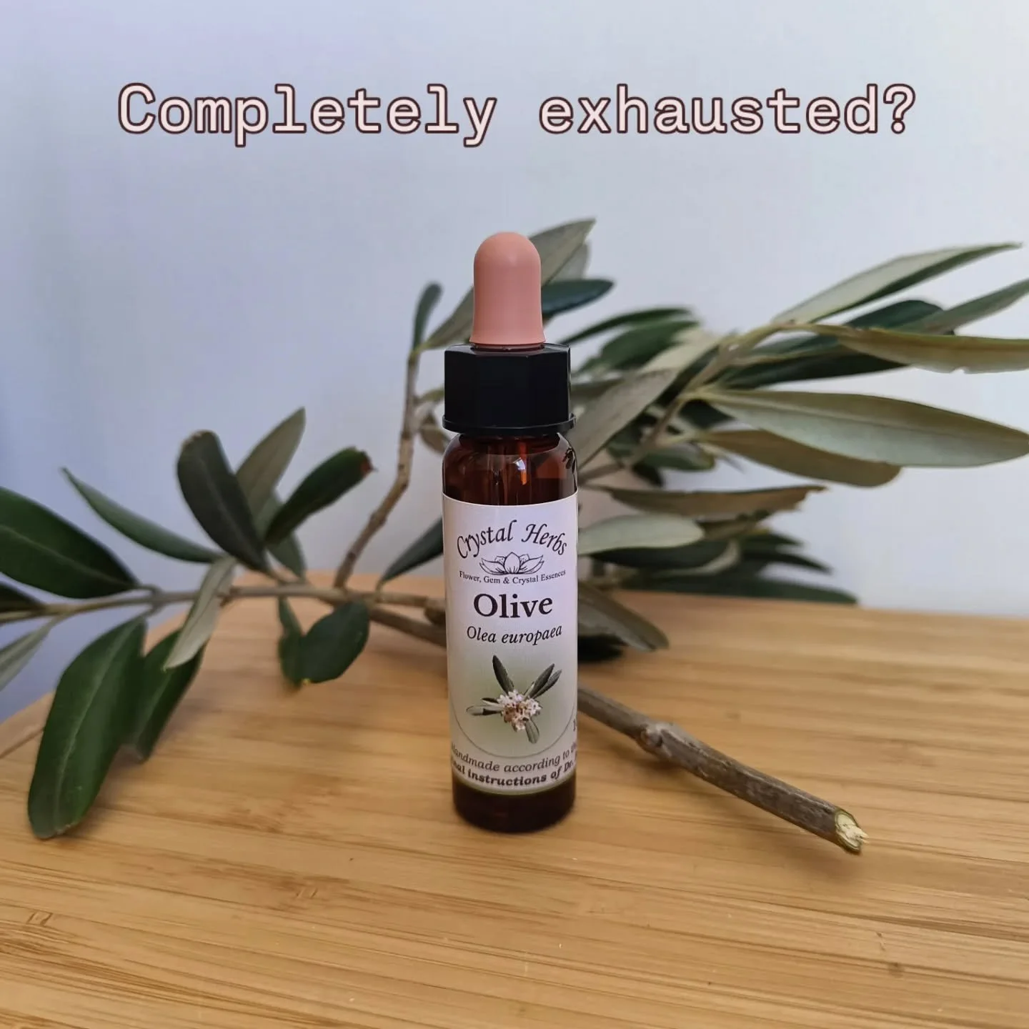 Are you completely exhausted? Feeling physically drained, mentally fatigued, and like even the simplest tasks require a huge amount of effort?

This week in clinic, Olive Flower Essence has consistently tested as a supportive remedy for clients exper