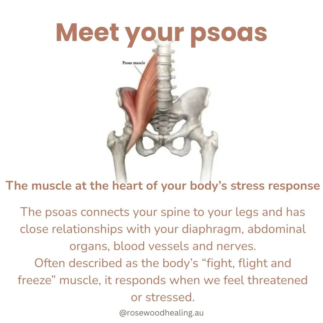 Your psoas is more than a muscle involved in movement. It has a close relationship with your nervous system and is involved in the body&rsquo;s fight, flight and freeze response.

When stress is ongoing and the body doesn&rsquo;t have enough time to 