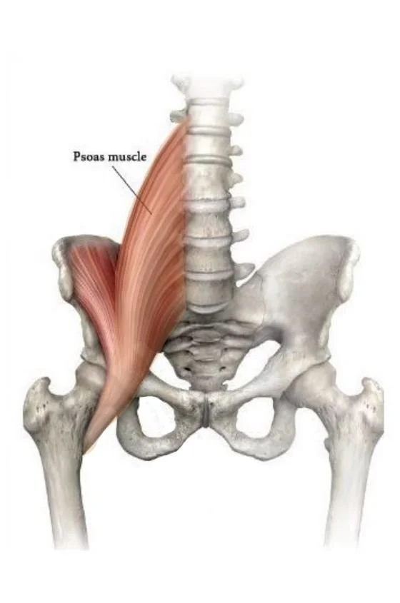 Anatomical drawing of location of deep psoas muscle