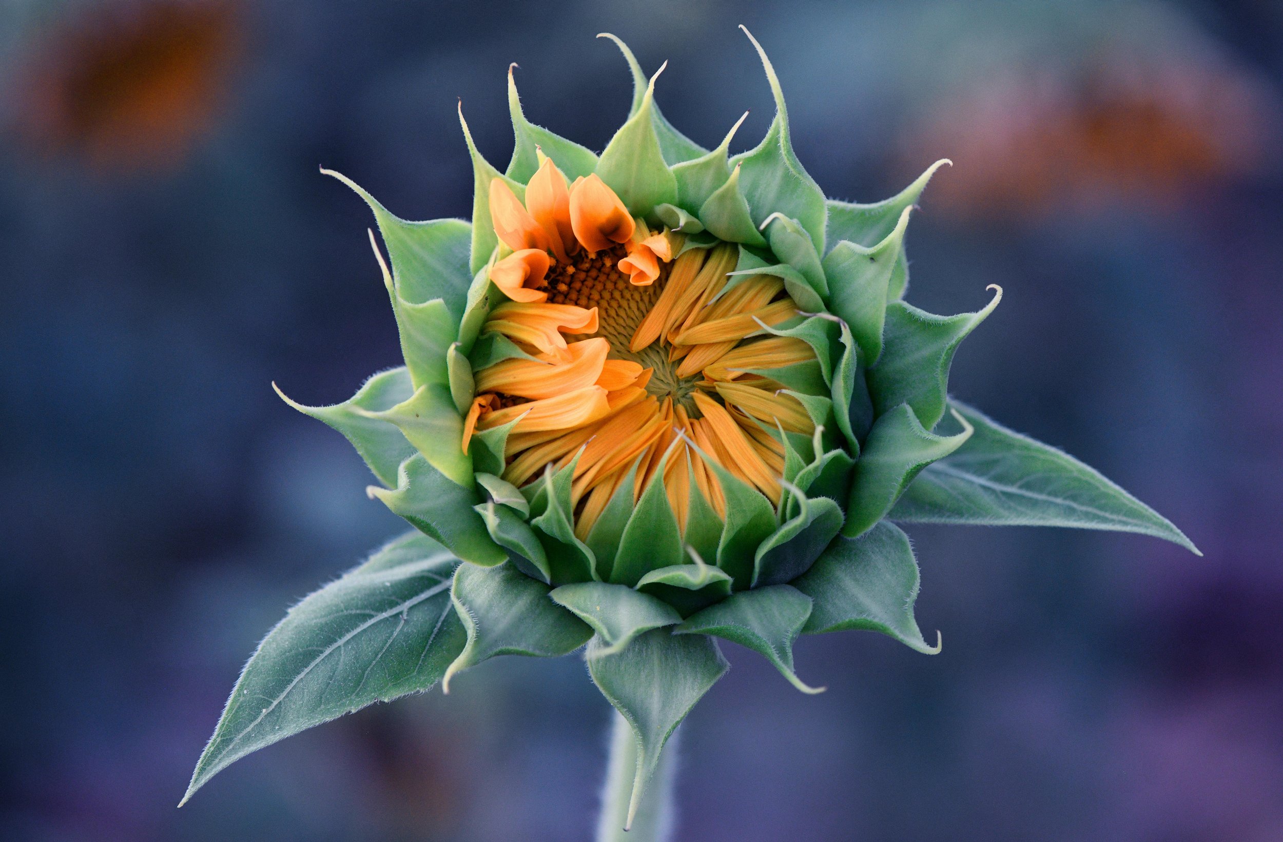 Sunflower ready to bloom