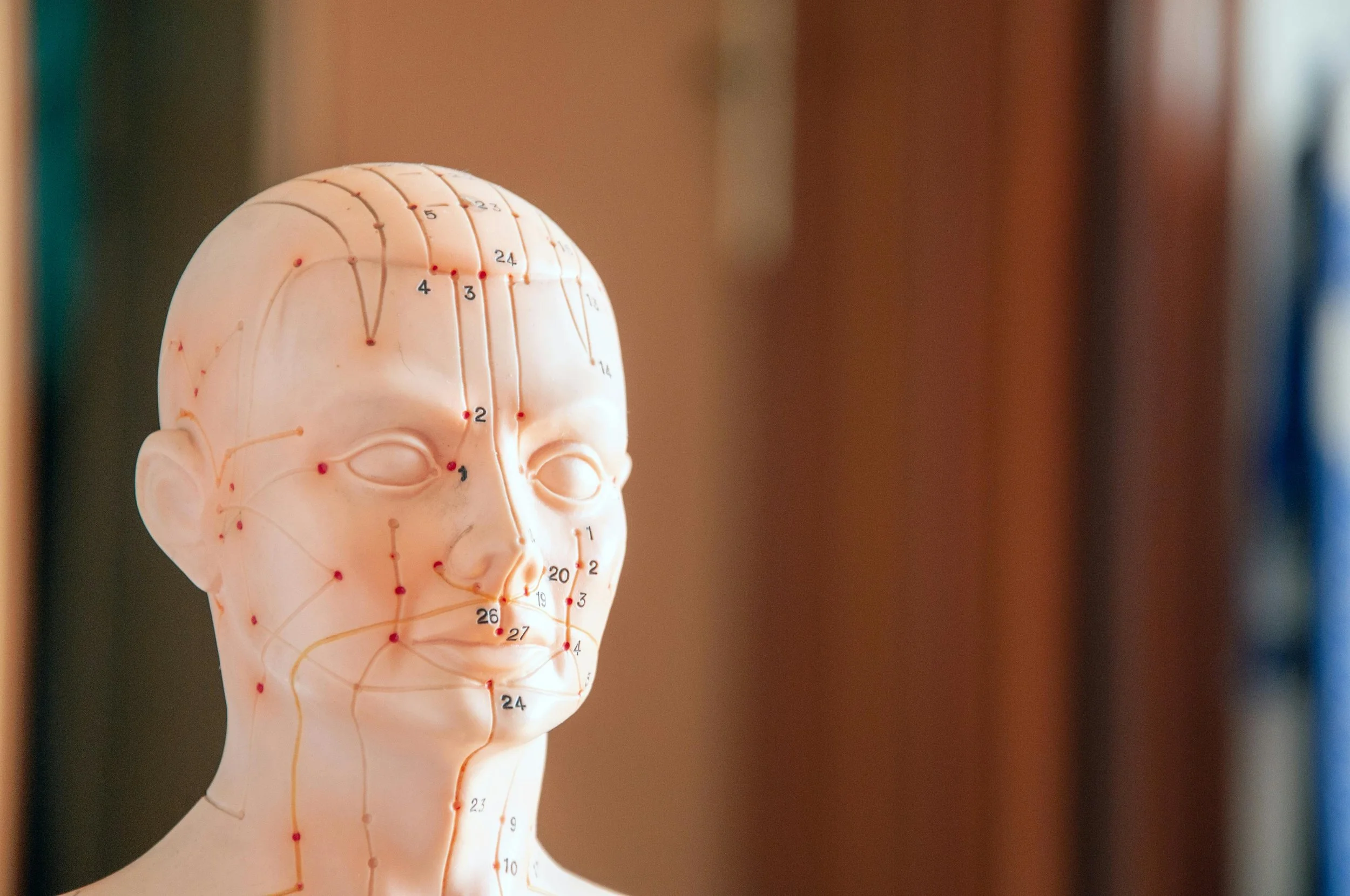 Head of mannequin showing meridian lines and acupuncture points