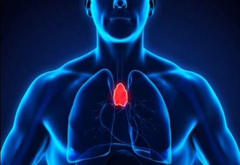X-ray like image with a persons thymus gland highlighted showing location in upper middle chest