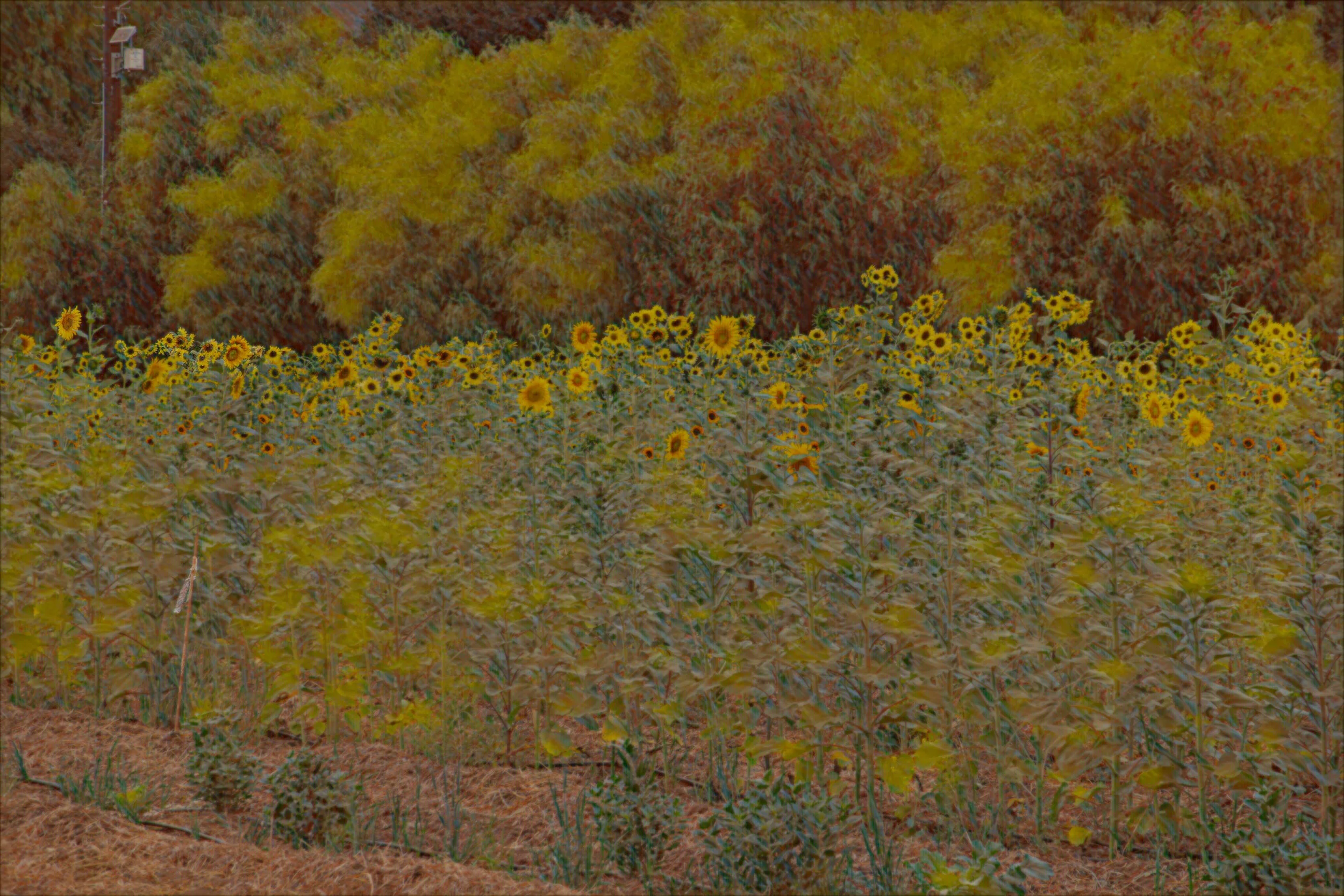 DSC02251-Edit.jpg