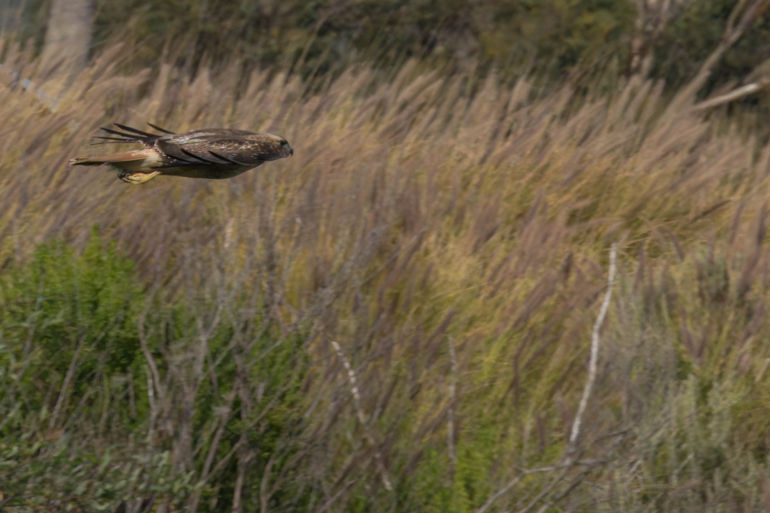 Red-tailed hawk at Emma Wood beach 