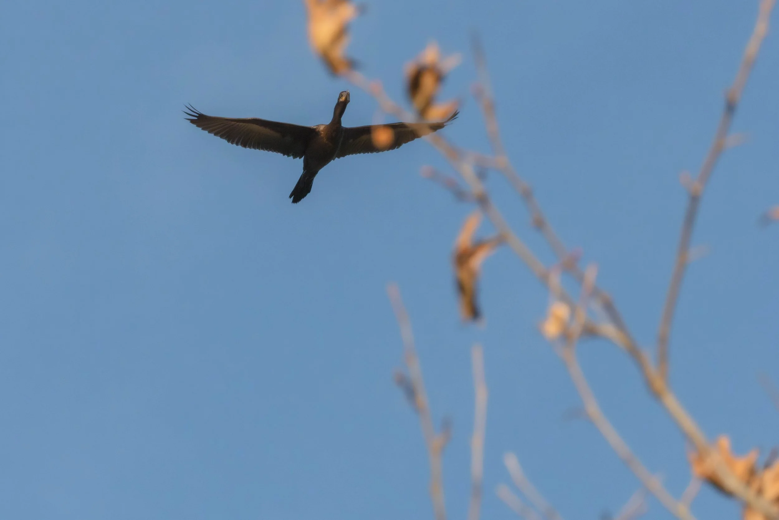 A cormorant passed by…