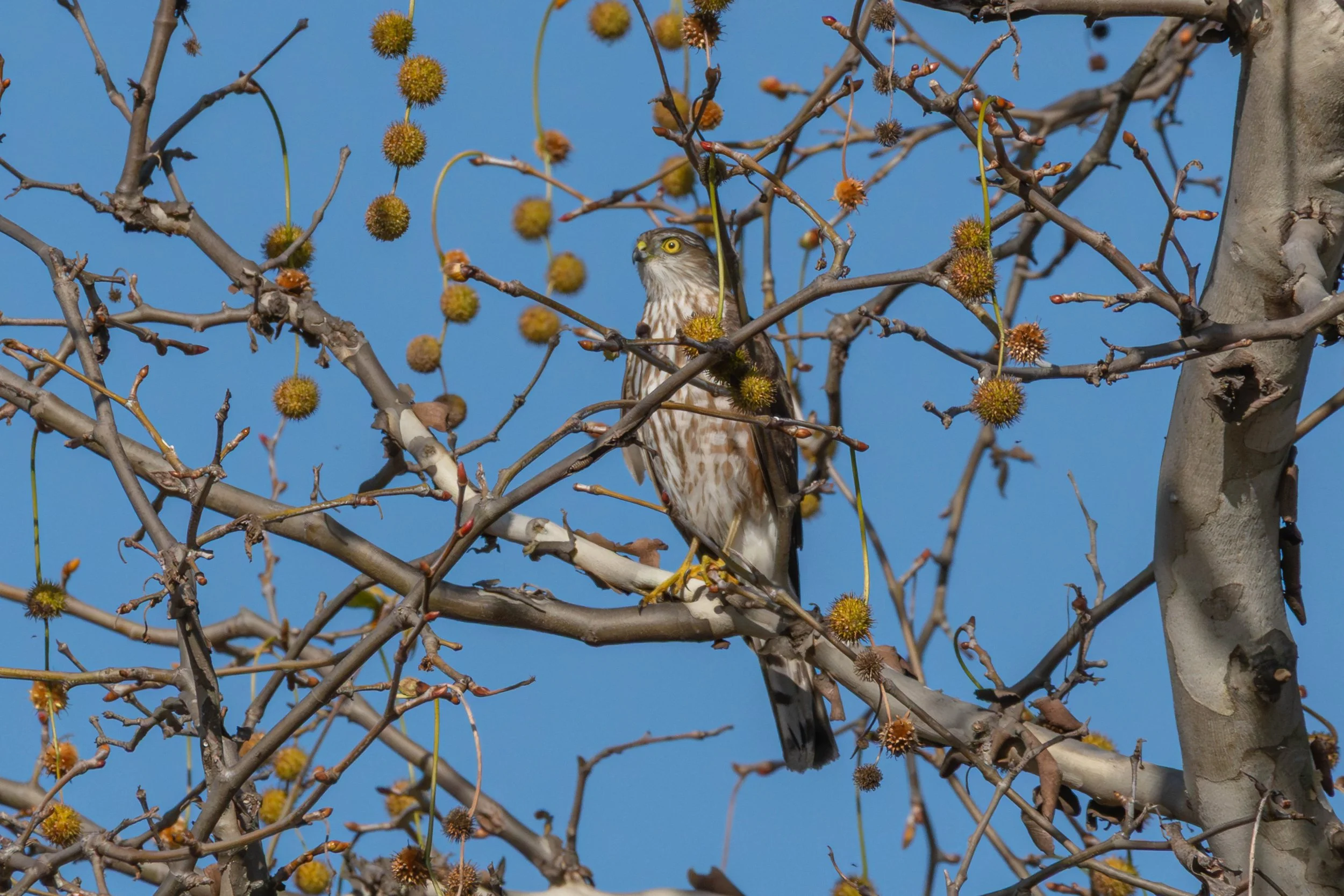 Spotted two hawk species…