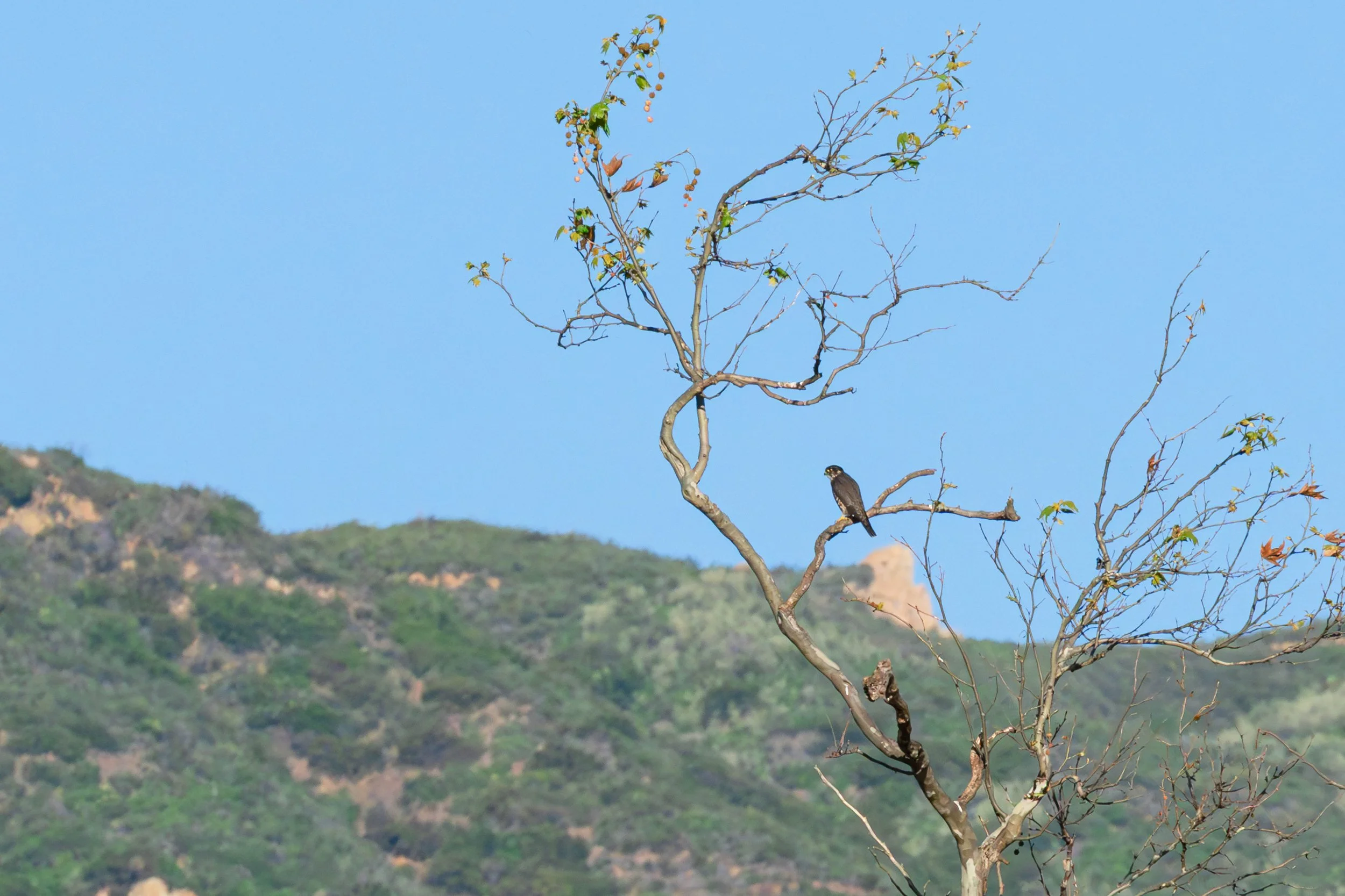 Finally spotted a merlin…