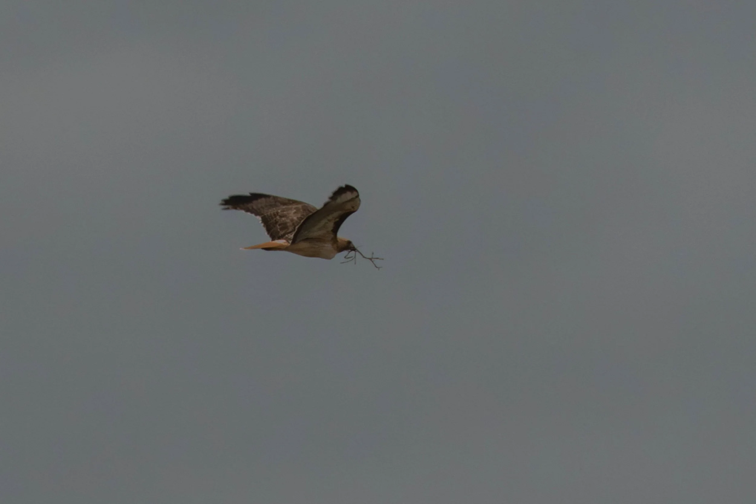 wildlife activity is increasing day by day…