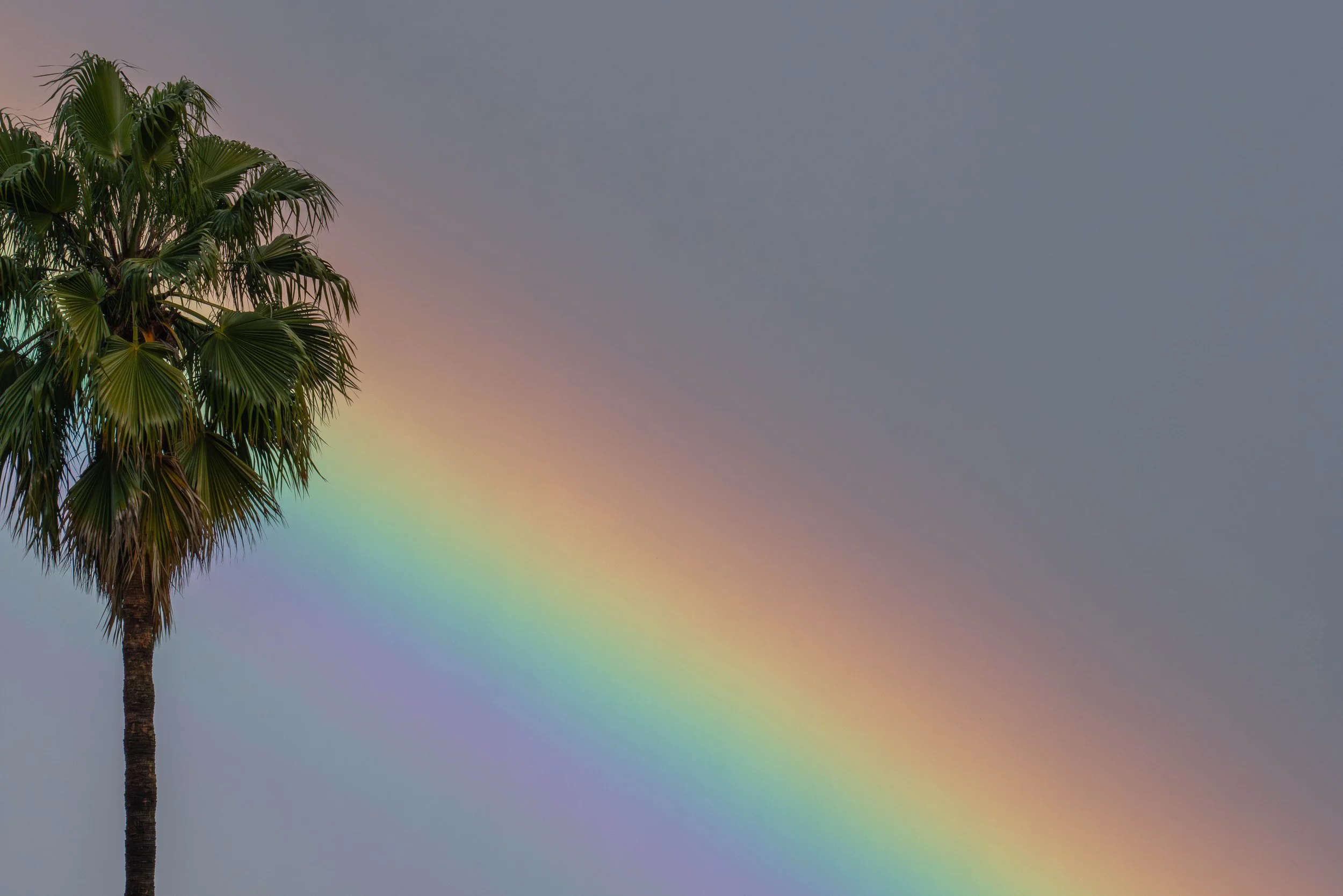 Rainbow colors today…