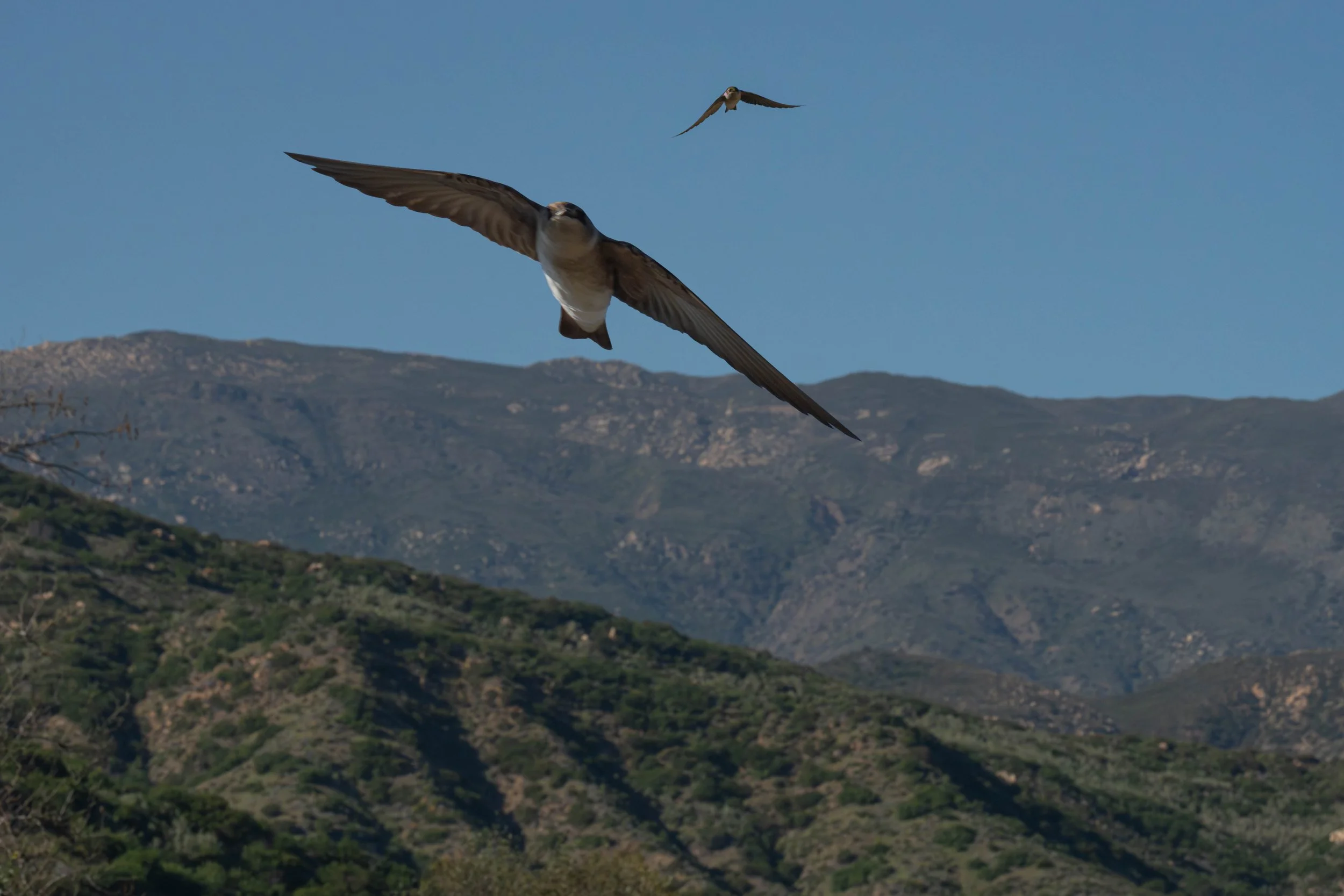 Tried to snap swallows chasing insects this afternoon