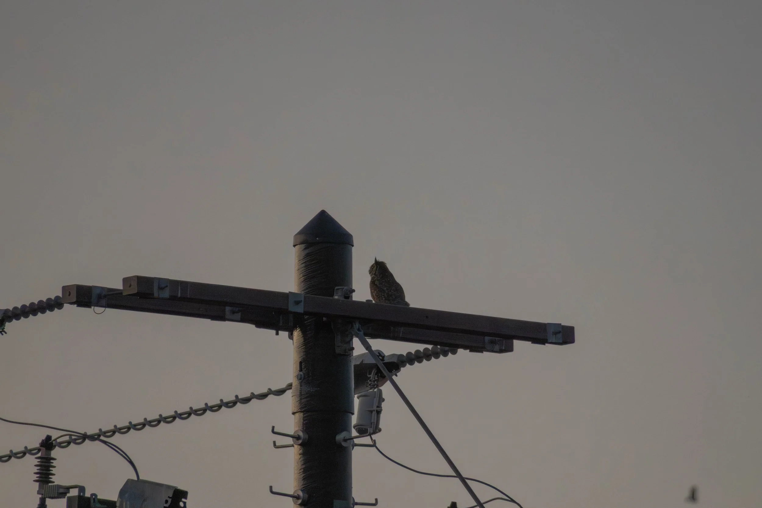 Great horned owl pair return 