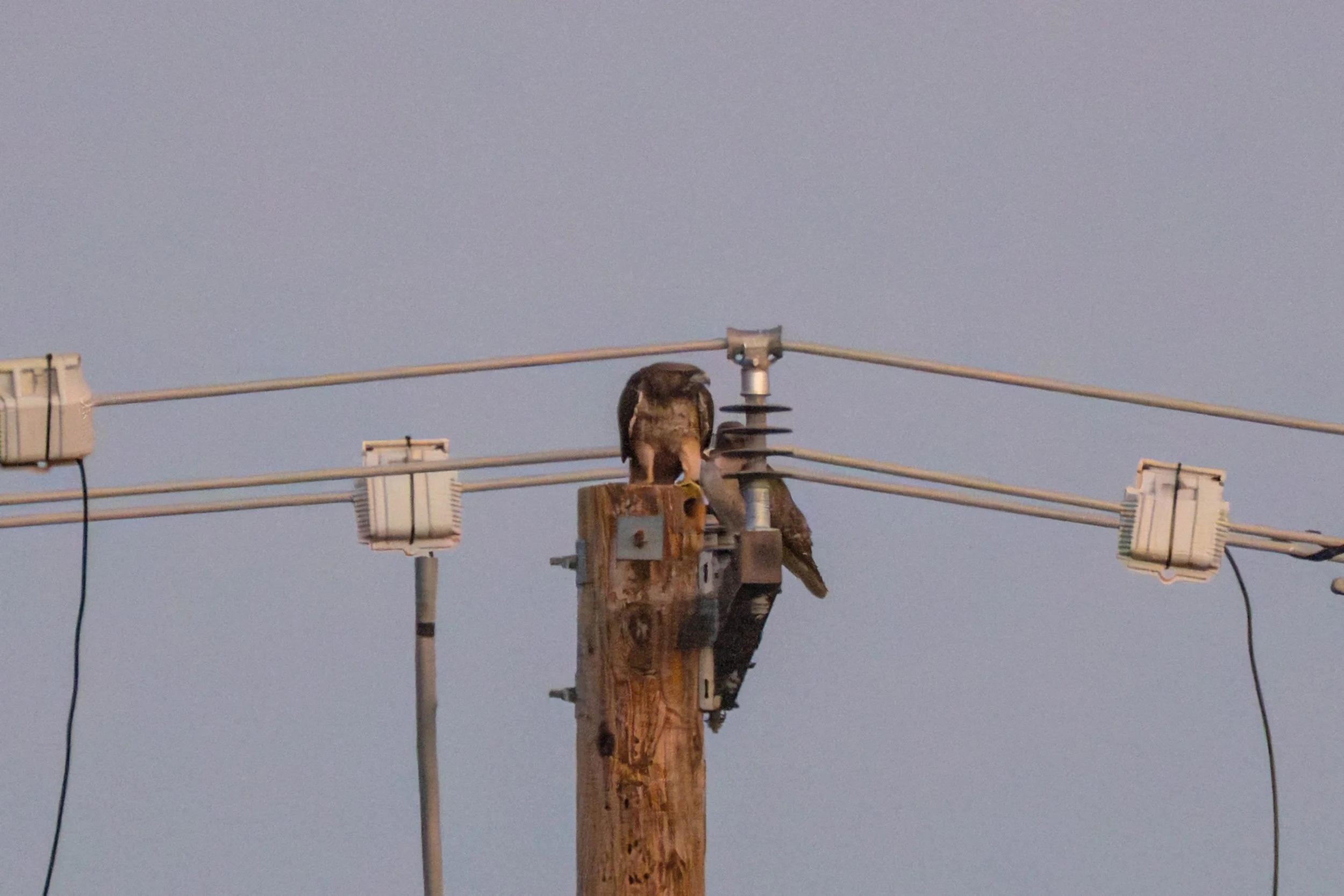 Owl and red-tailed hawk pairs 