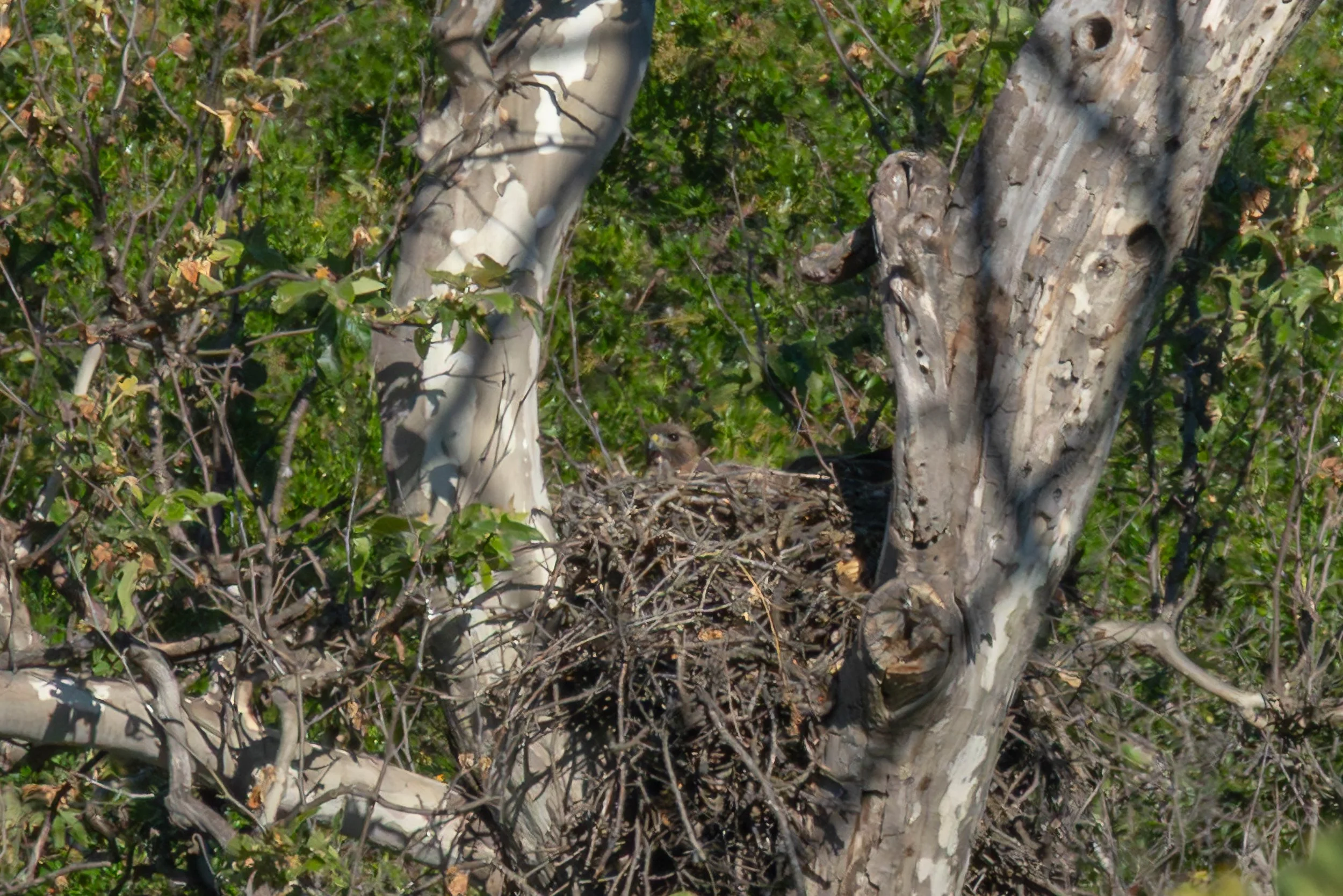 Neighborhood nest activity