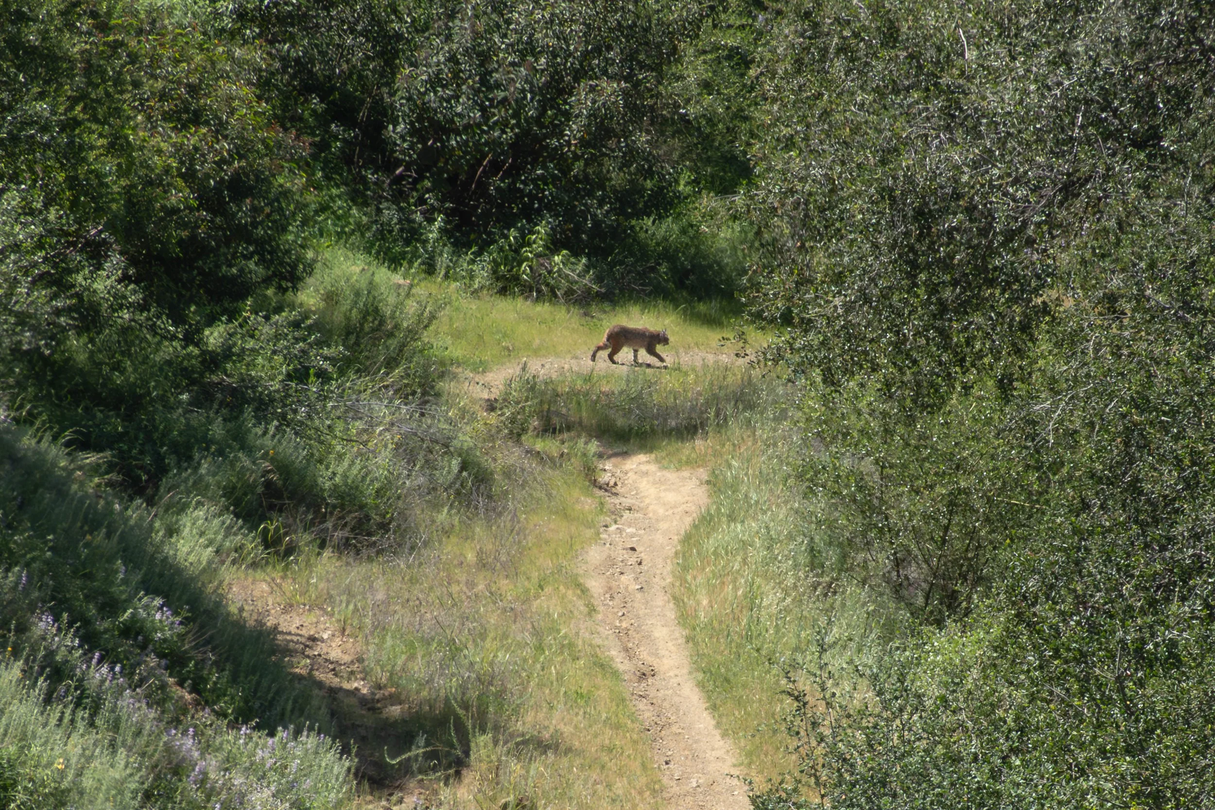 Western bobcat