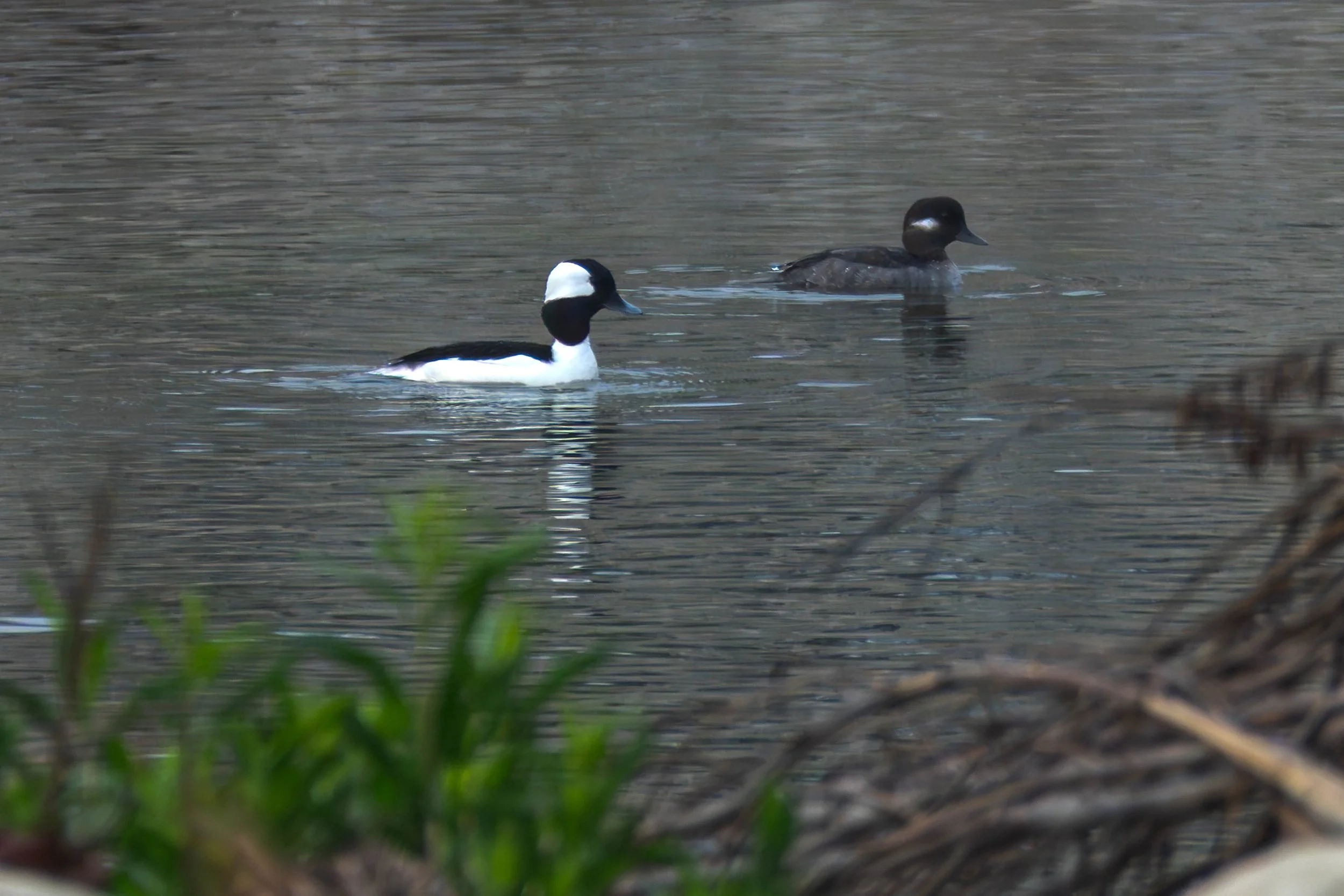 Bufflehead