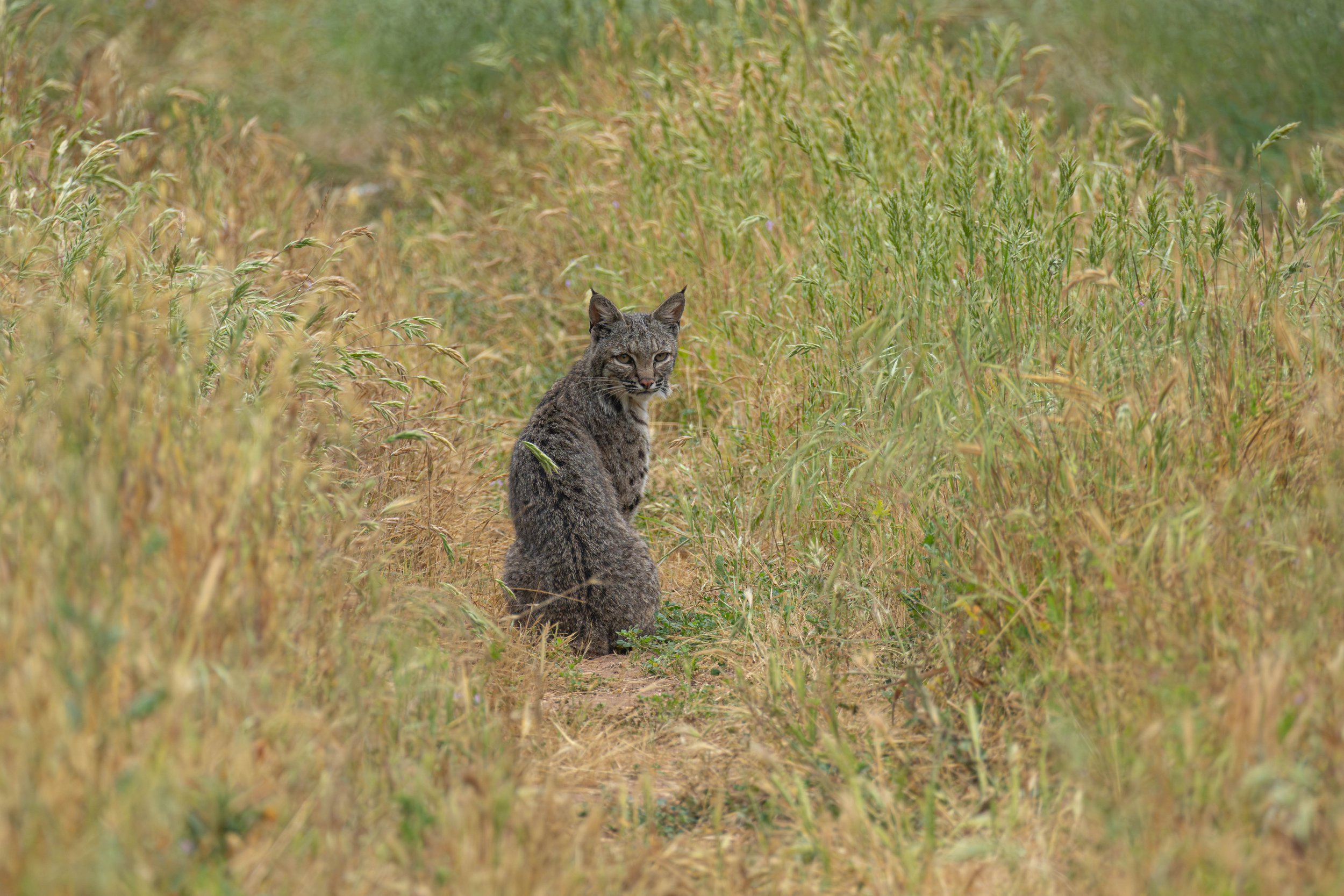 I met another bobcat