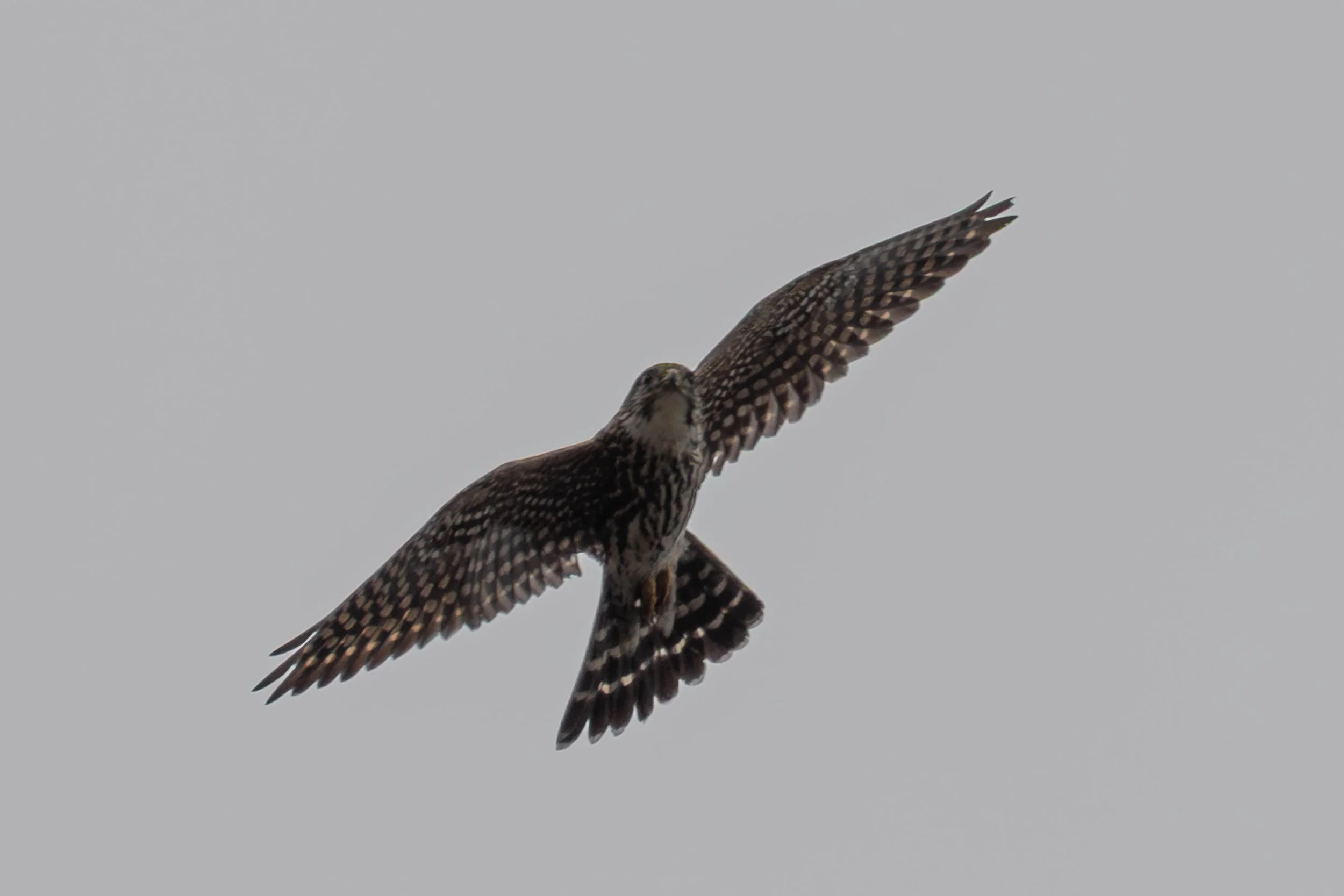 a merlin and rain