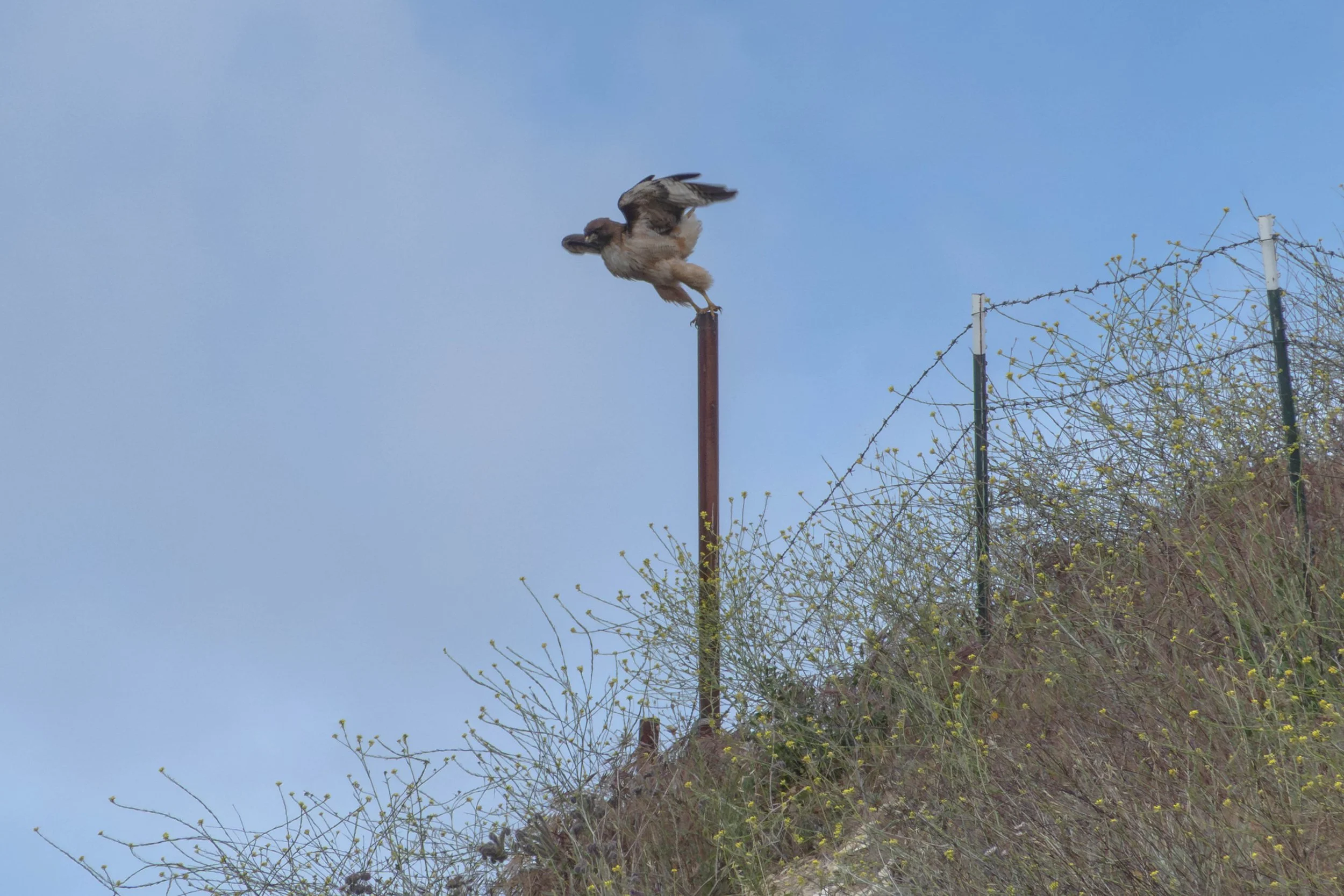 Favored red-tailed hawk marker post