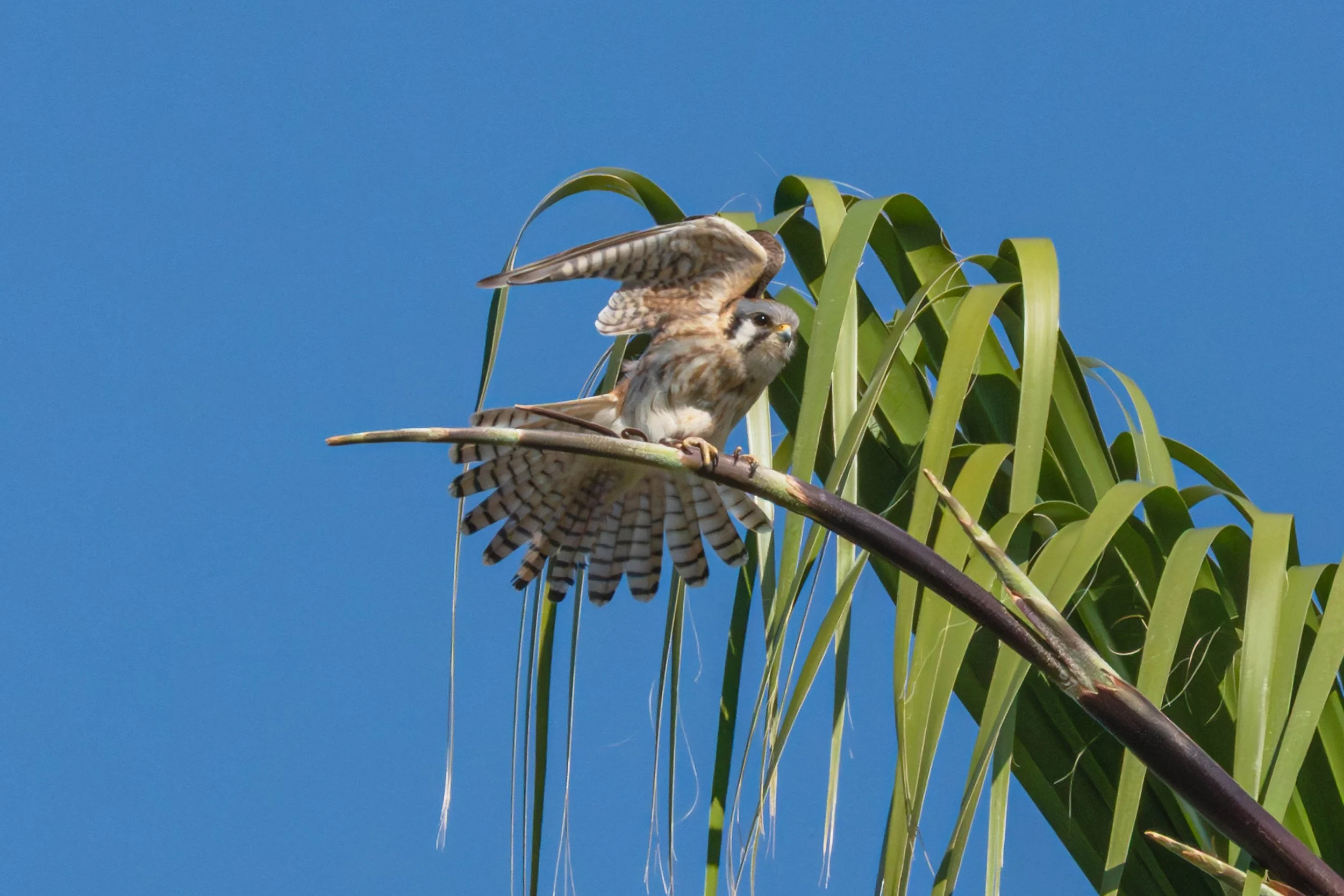 Shift change at the kestrel nest