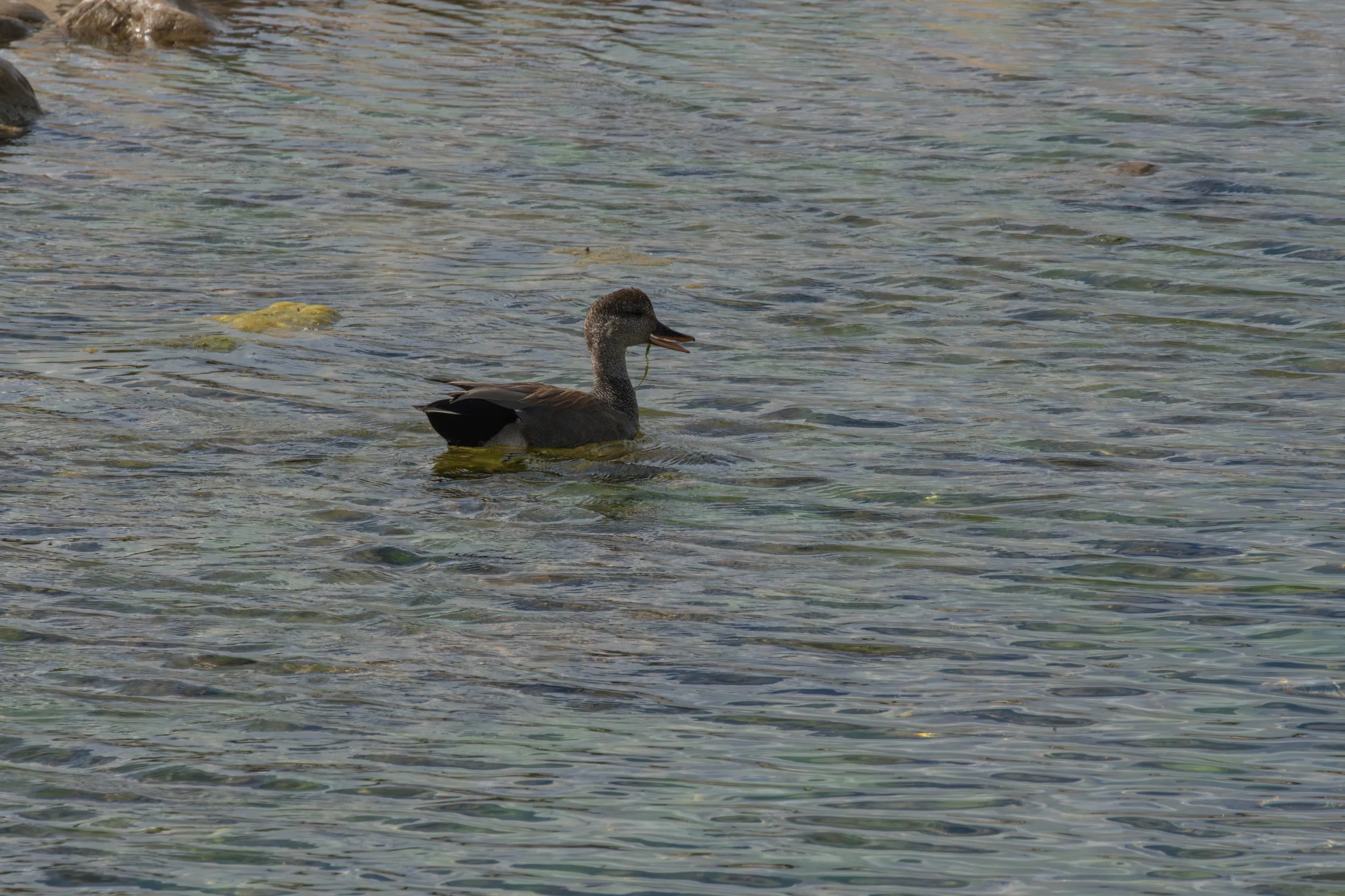 Spotted two gadwall ducks