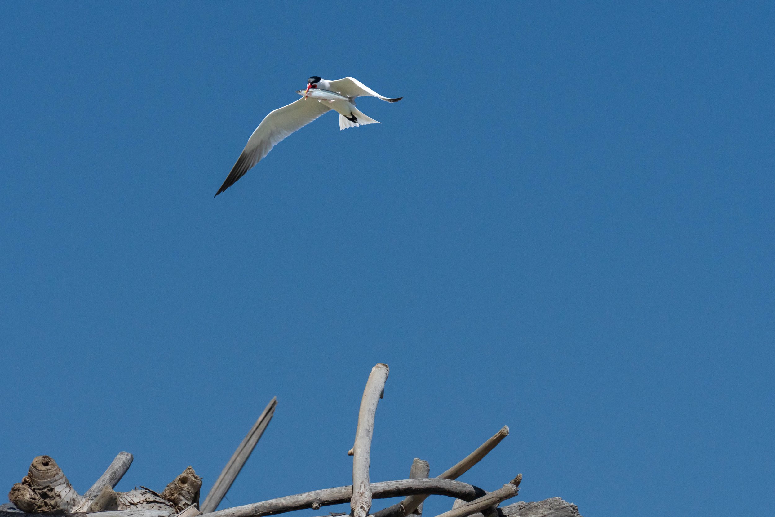 A tern flew by and circled back
