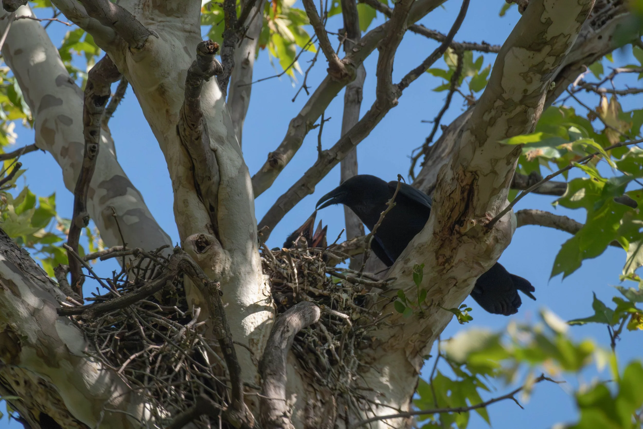 Ell and Lars nest update