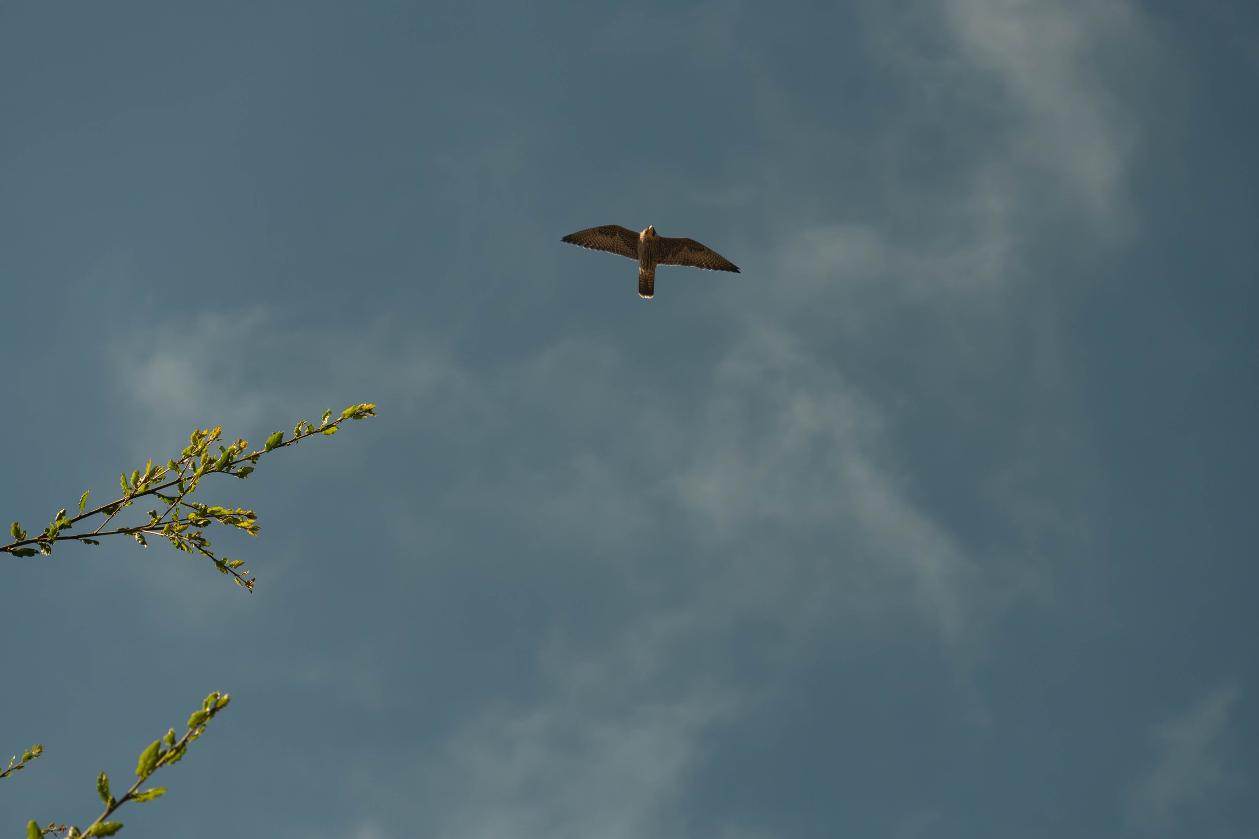Juvenile peregrine… 