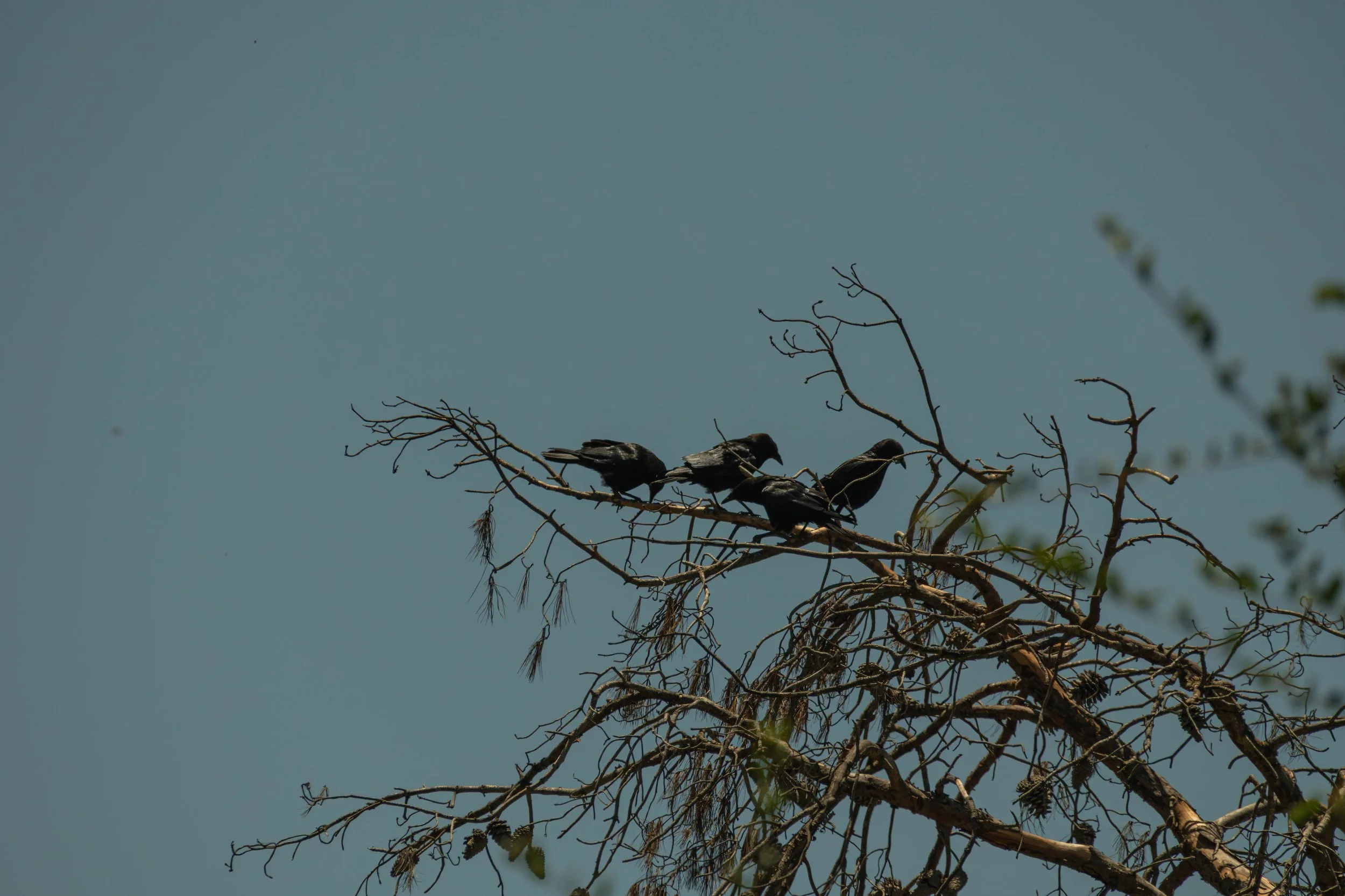 Activist crows…