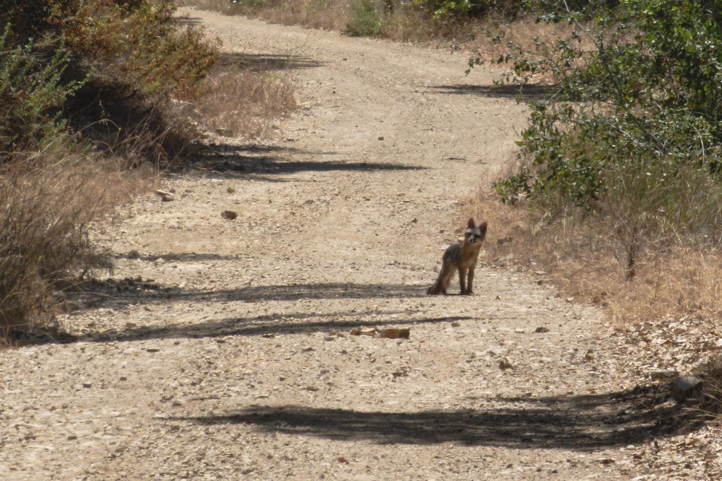 quail chicks and a fox…