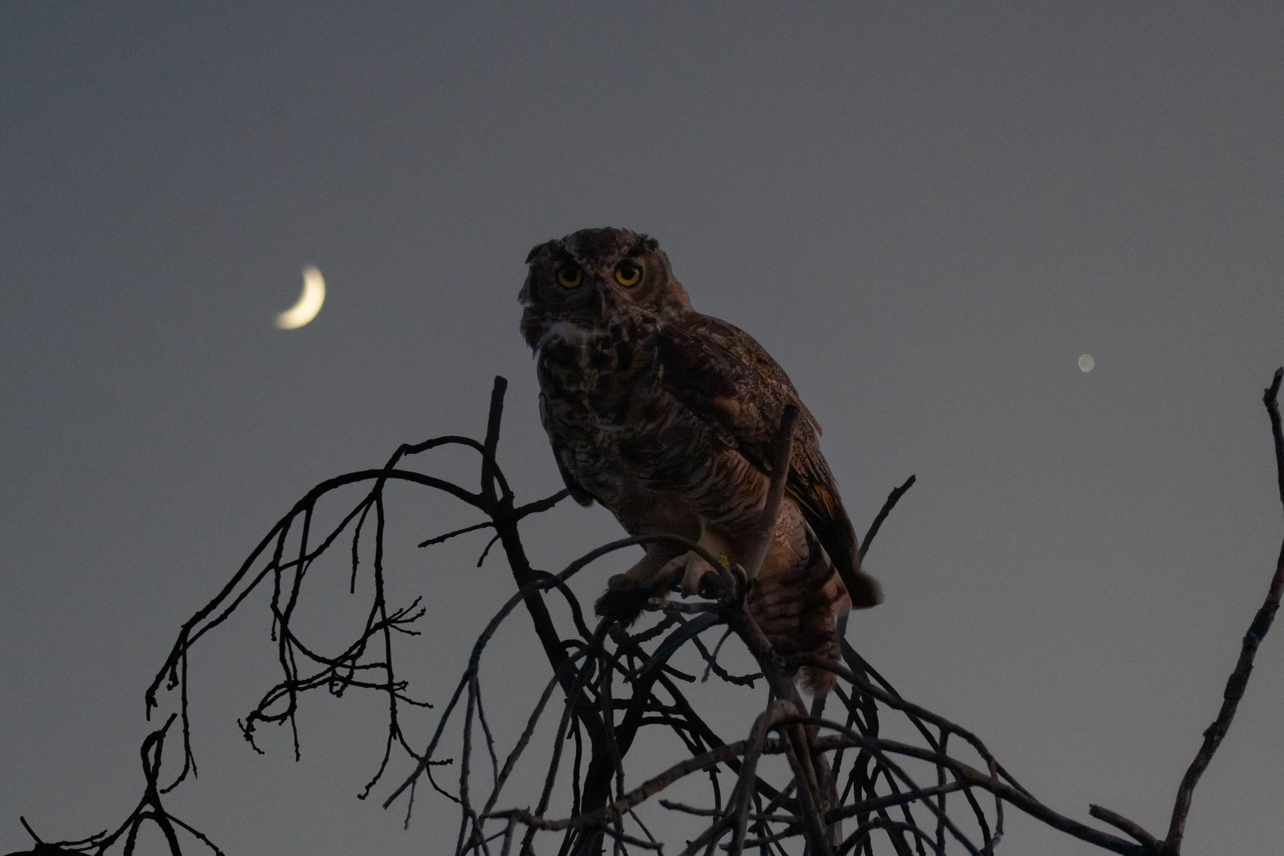 Moon, Ell, and Venus…
