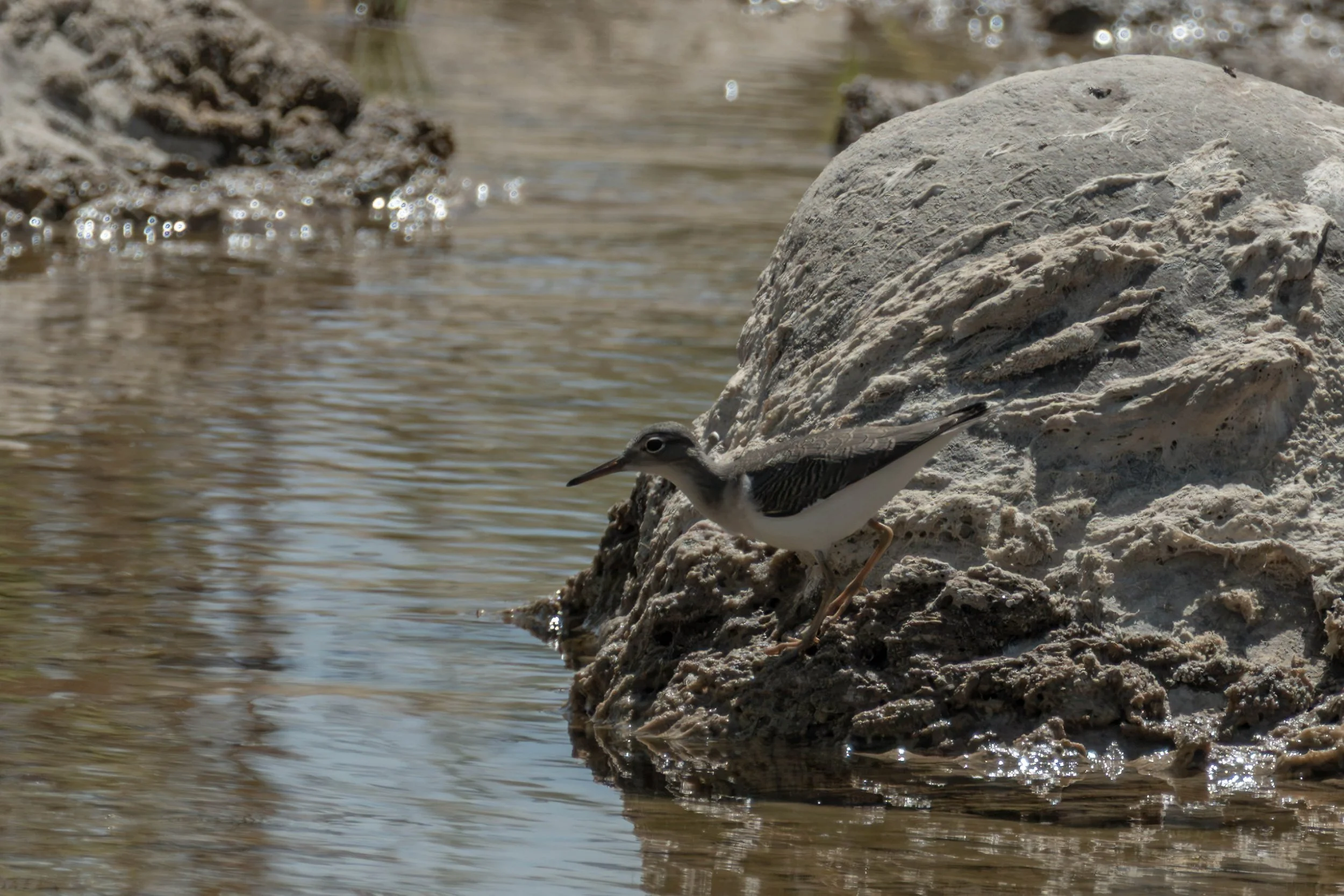 Too hot for the sandpiper 