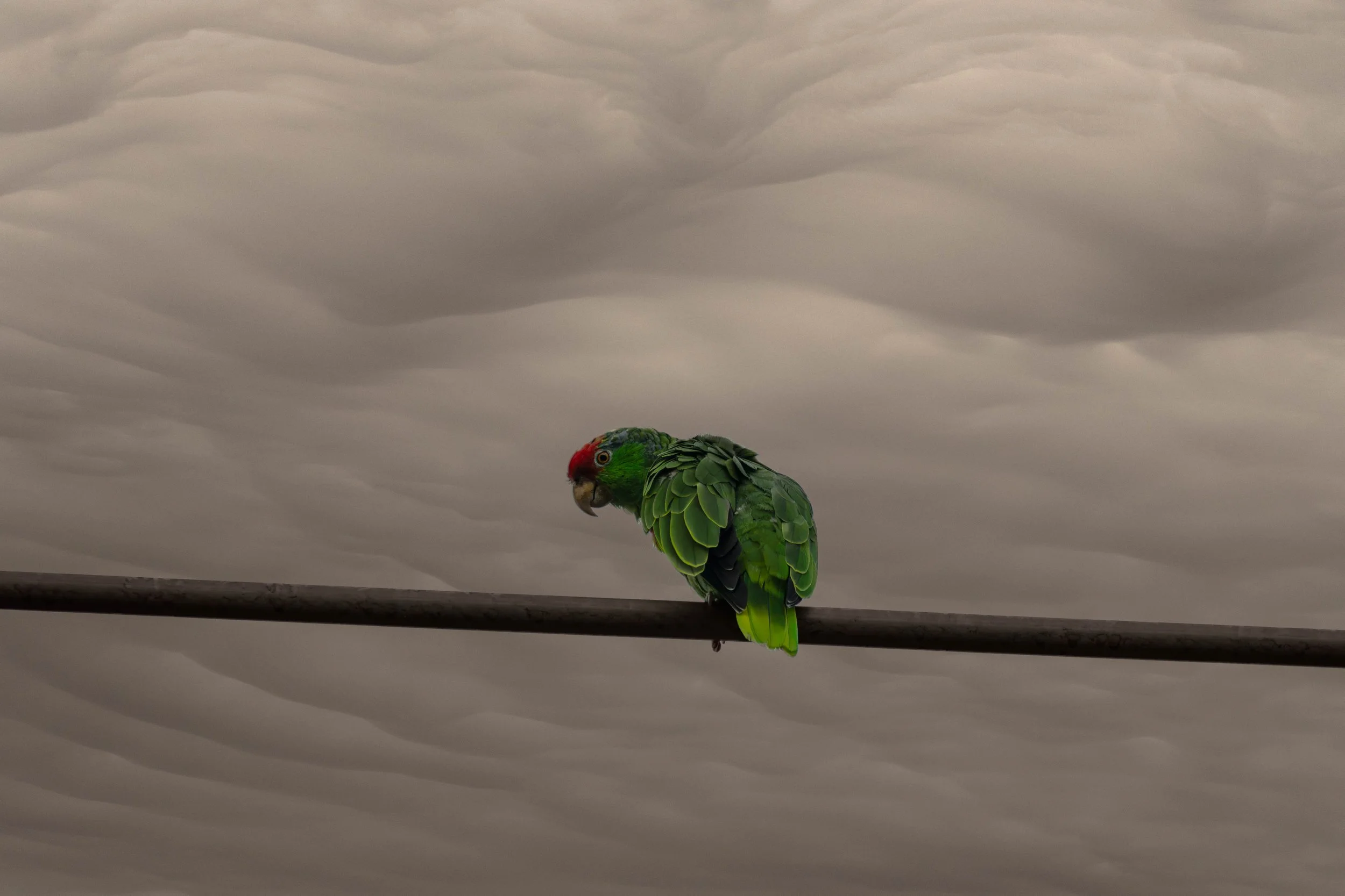 Exotic bird