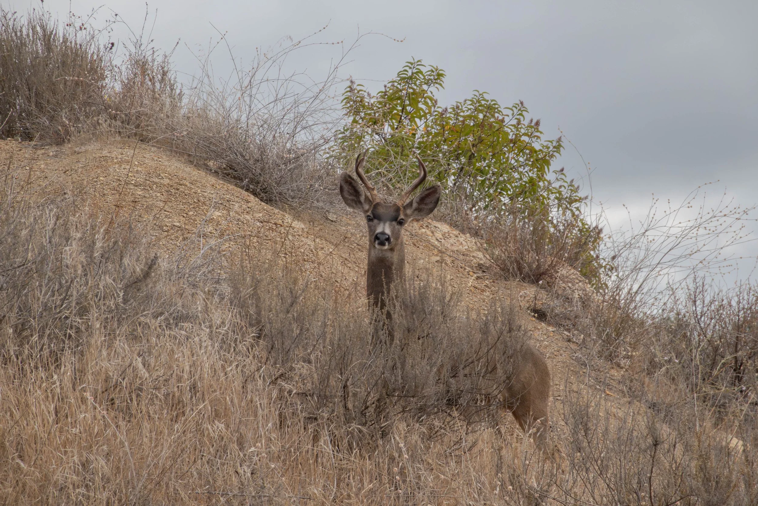 The buck and I met on Sulphur Mountain road this morning…